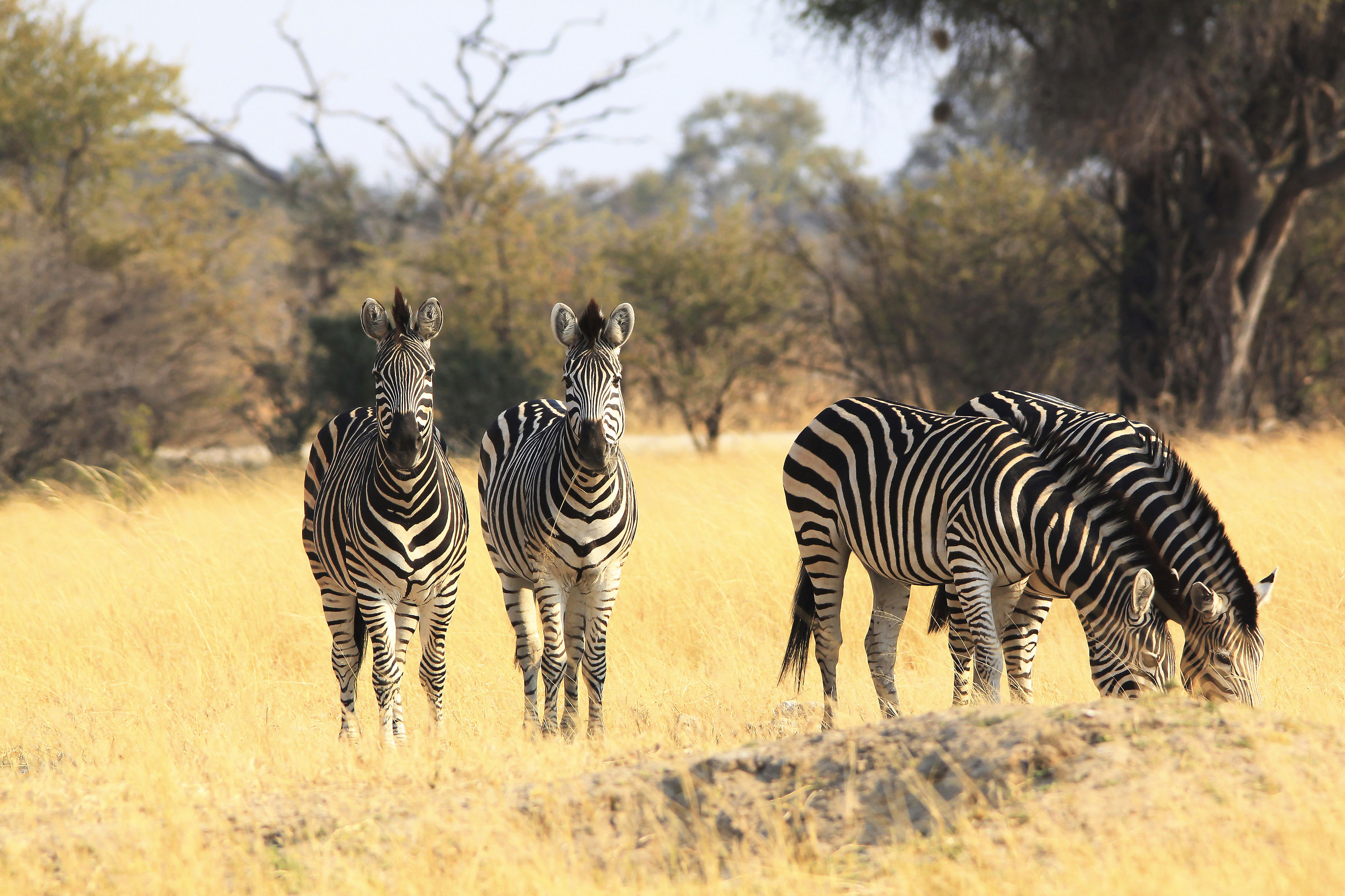 Zebre Parco Hwange Zimbabwe