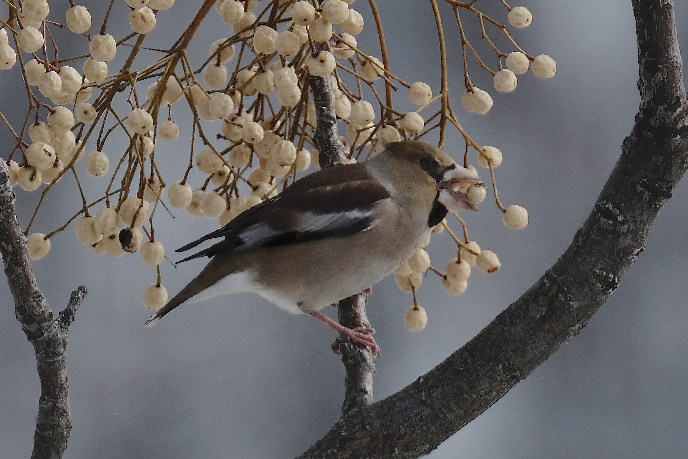 frosone con bacca di Melia(pianta del rosario)