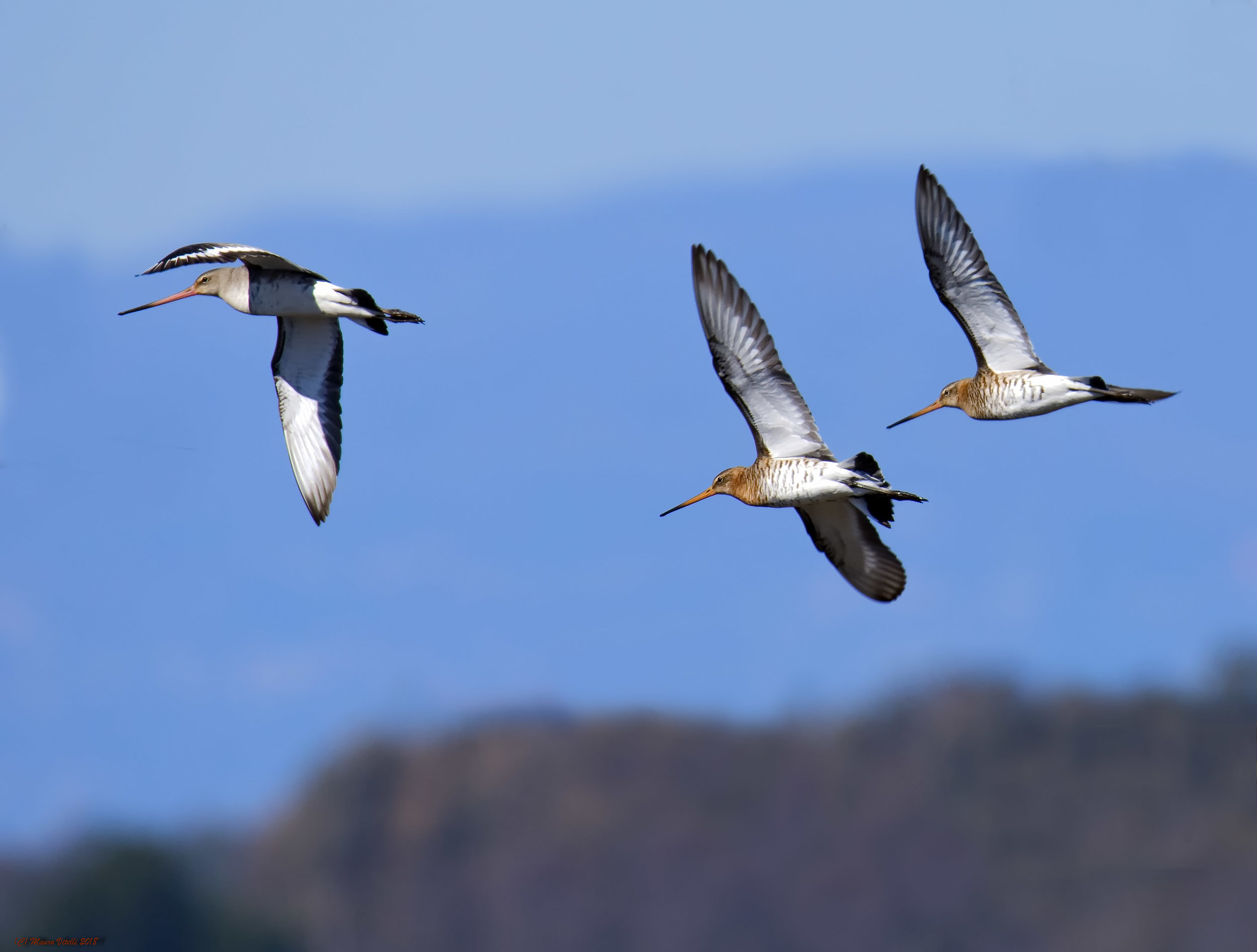 Pittime reali (Limosa limosa)