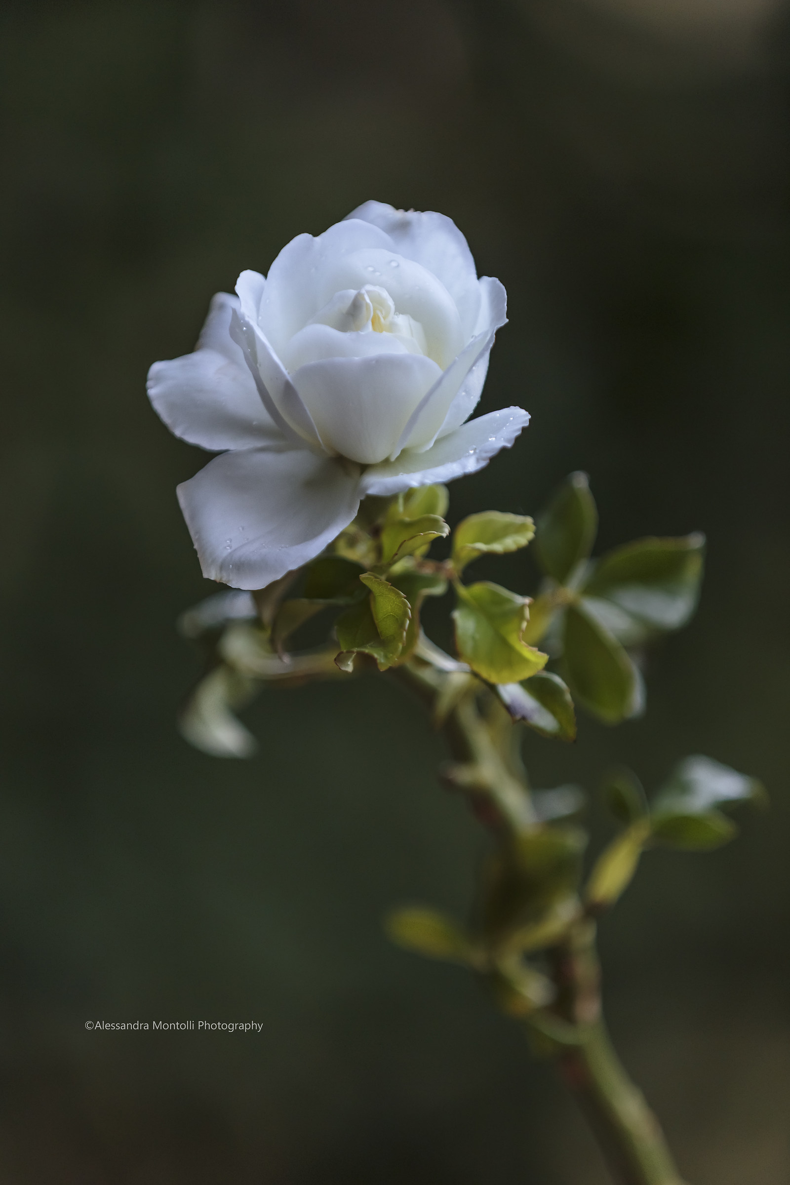 White Rose