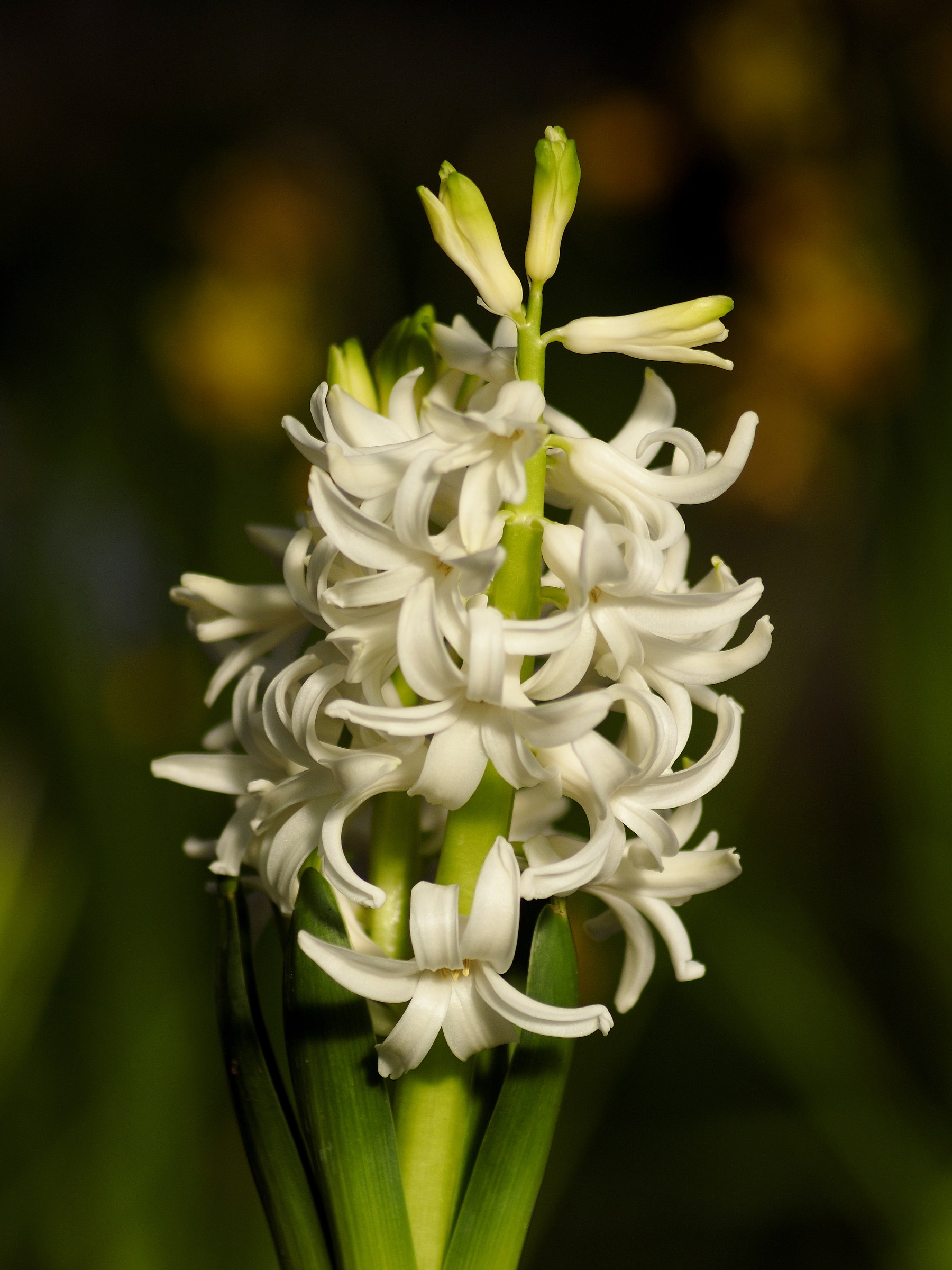 Takumar 135mm f2.5 Bayonet