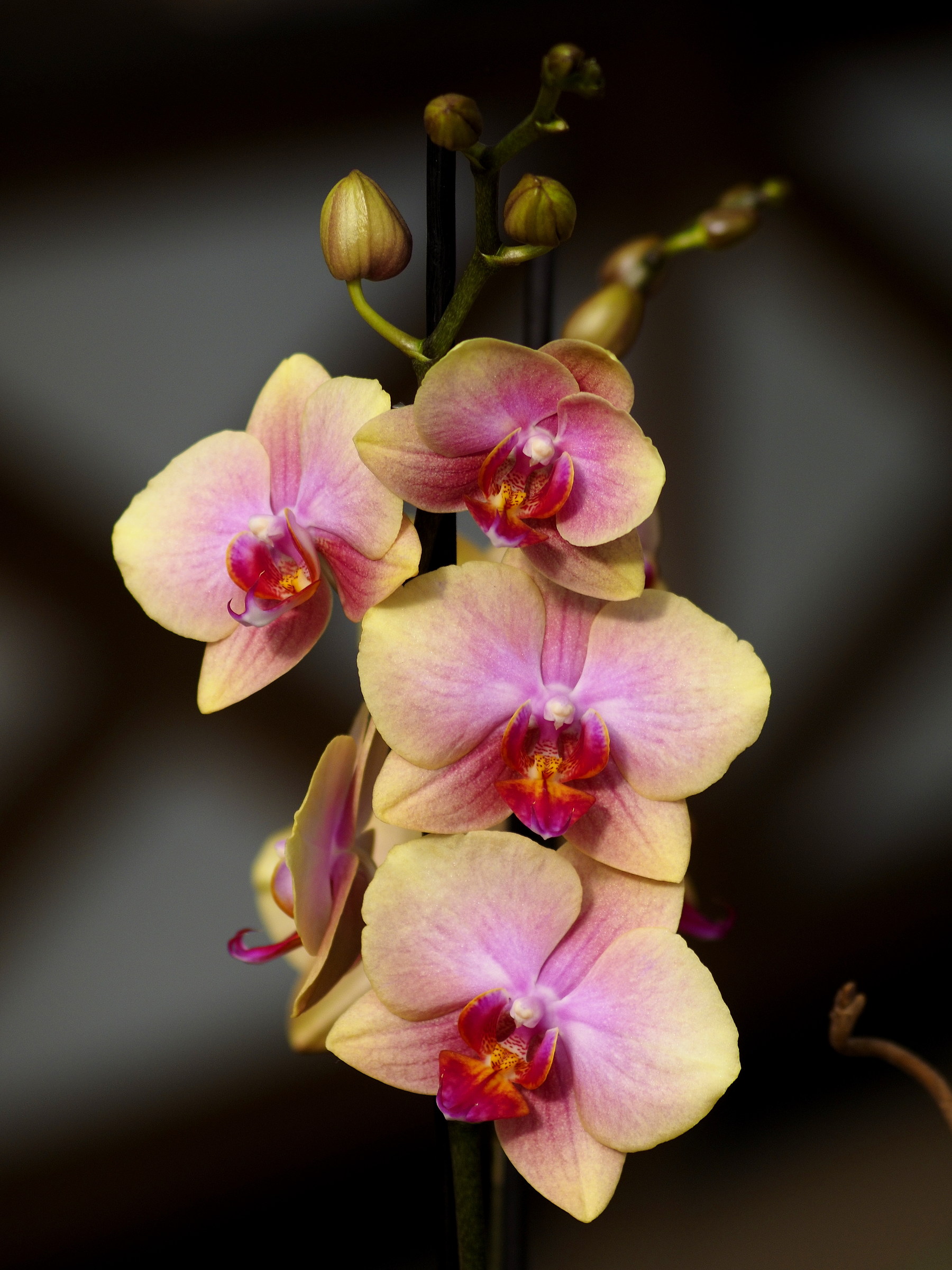 Takumar 135mm f2.5 Bayonet