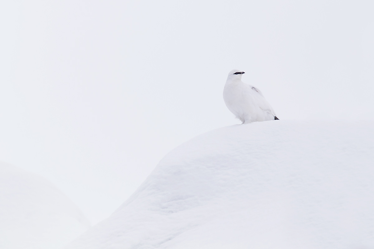 Ptarmigan
