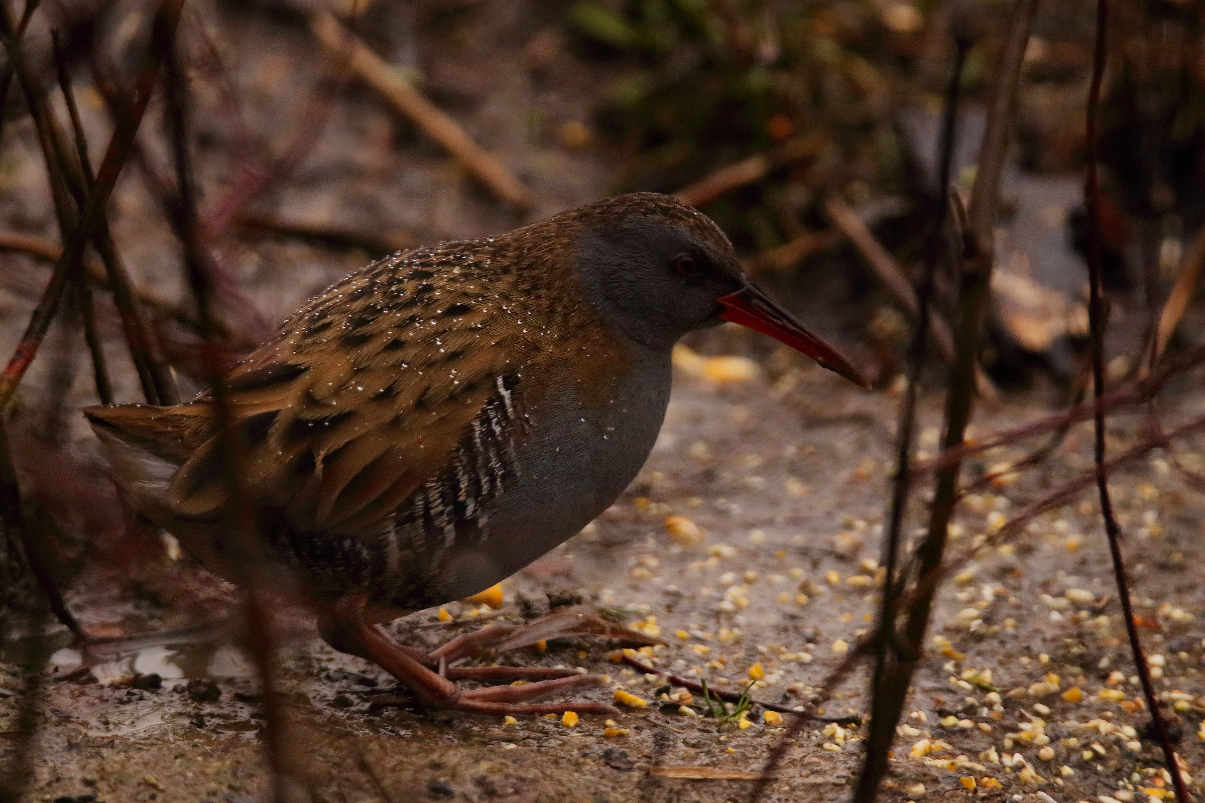 Water Rail