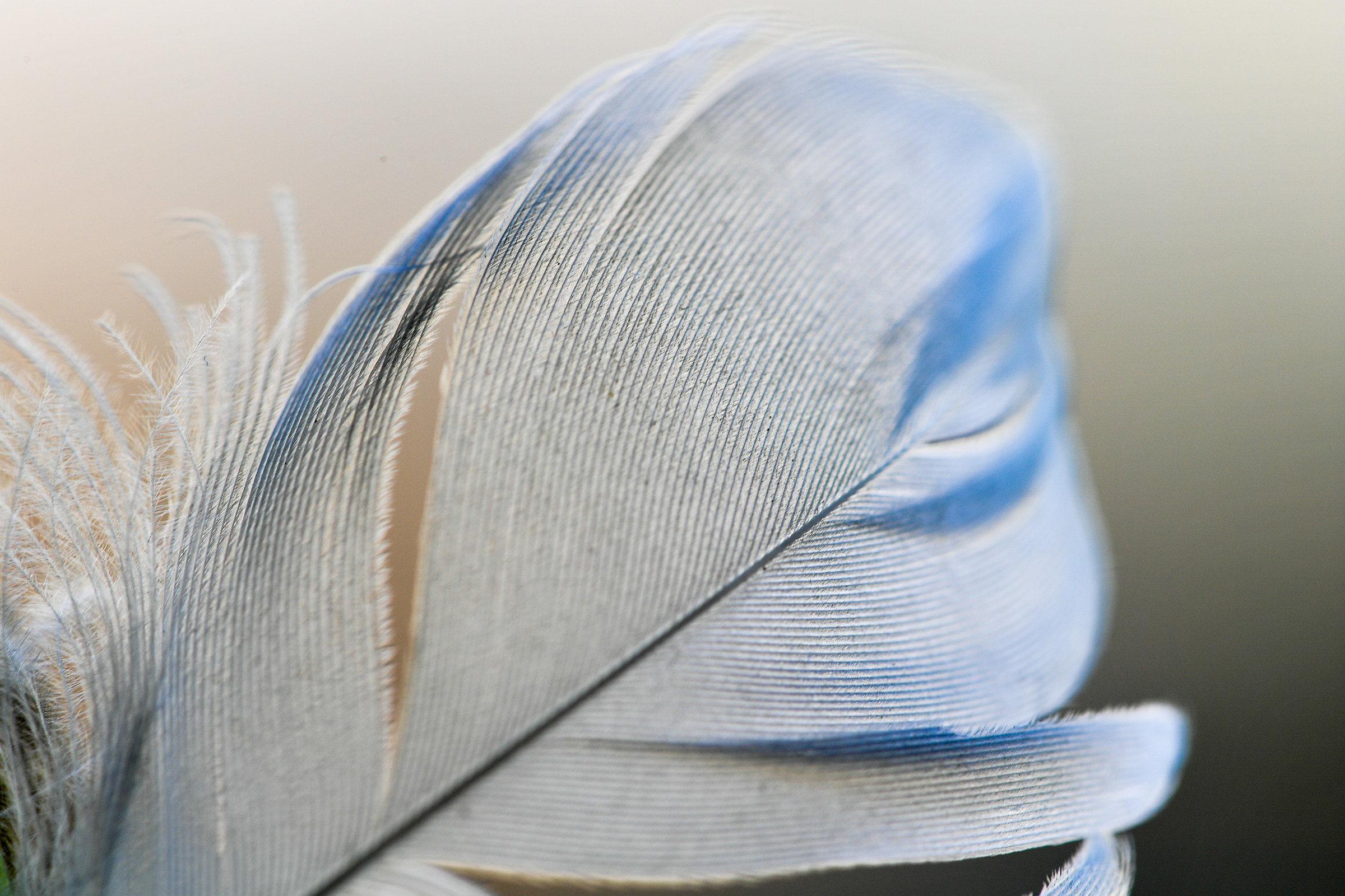 I found a small white feather