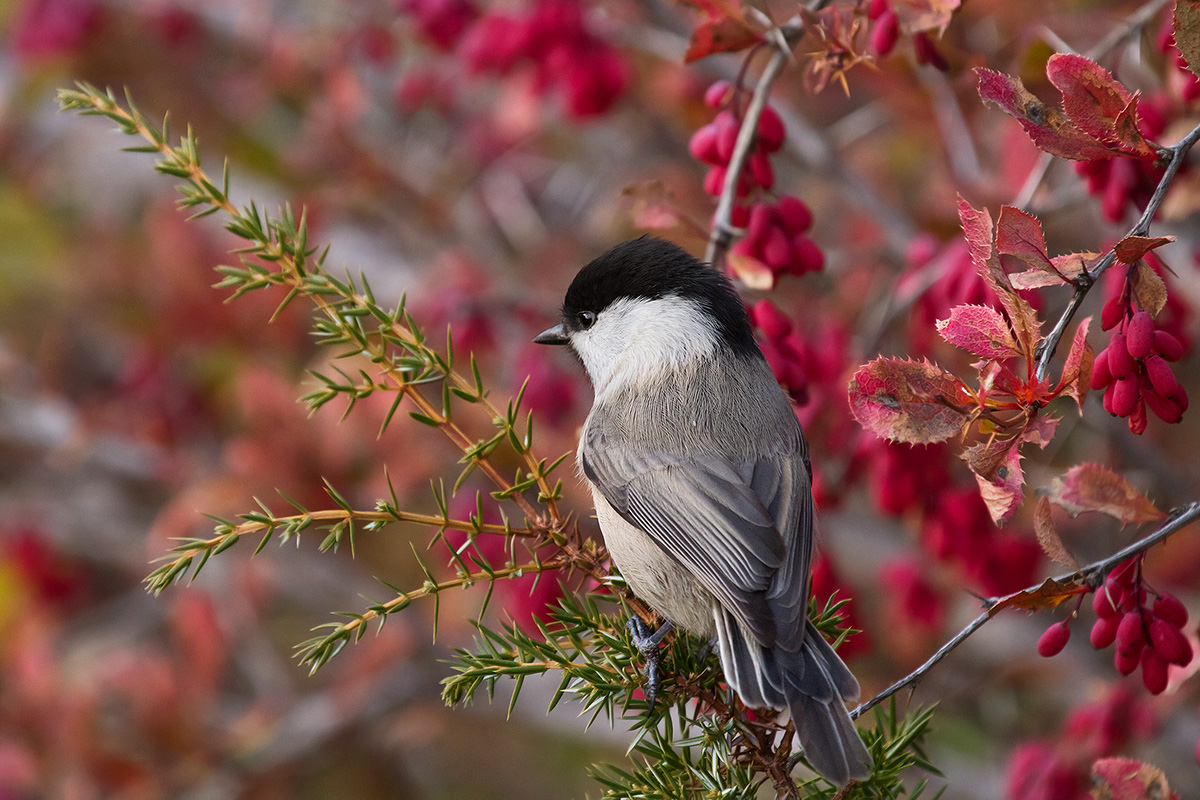 cincia alpestre e berberis