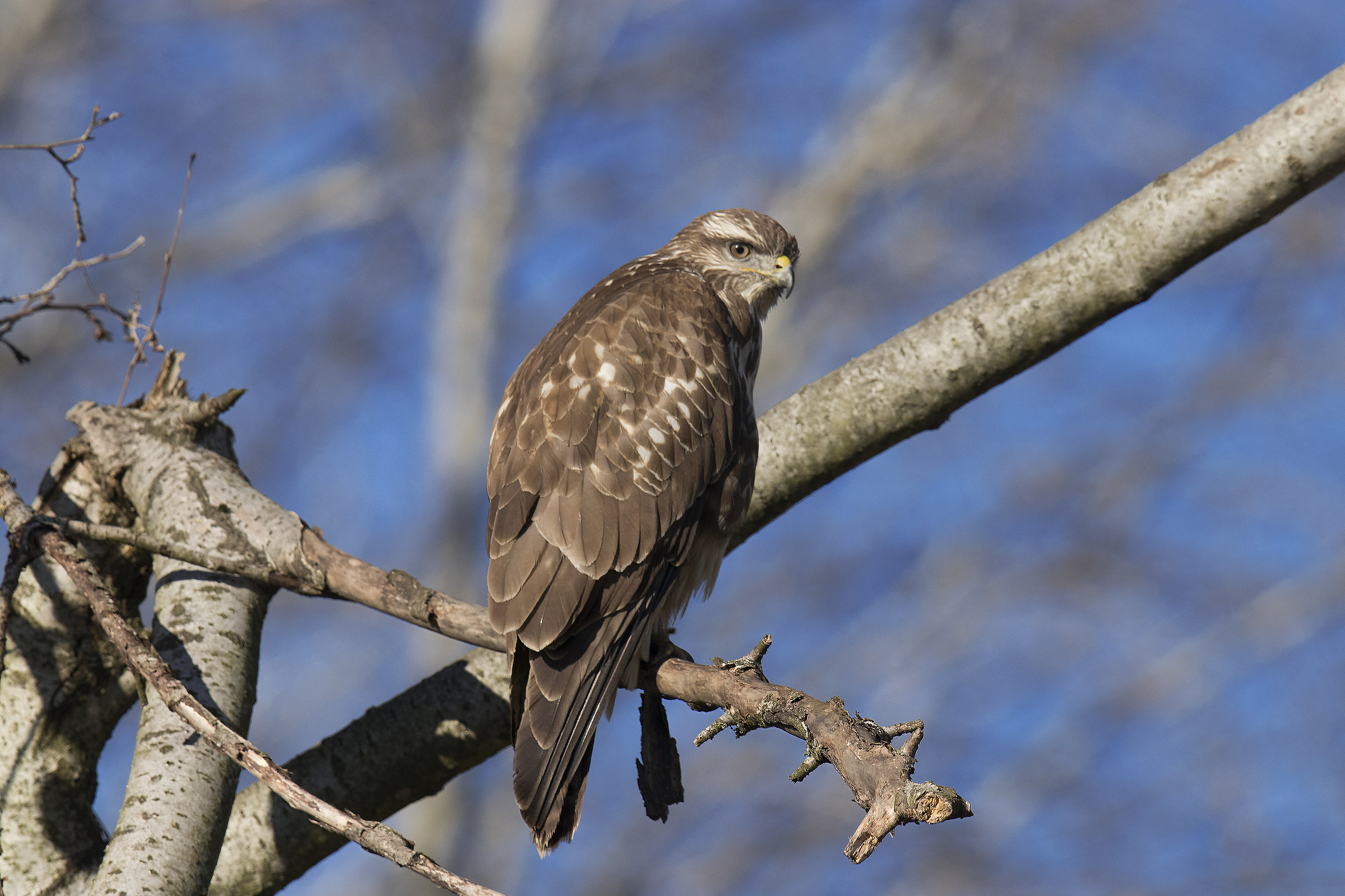 Poiana (buteo buteo)