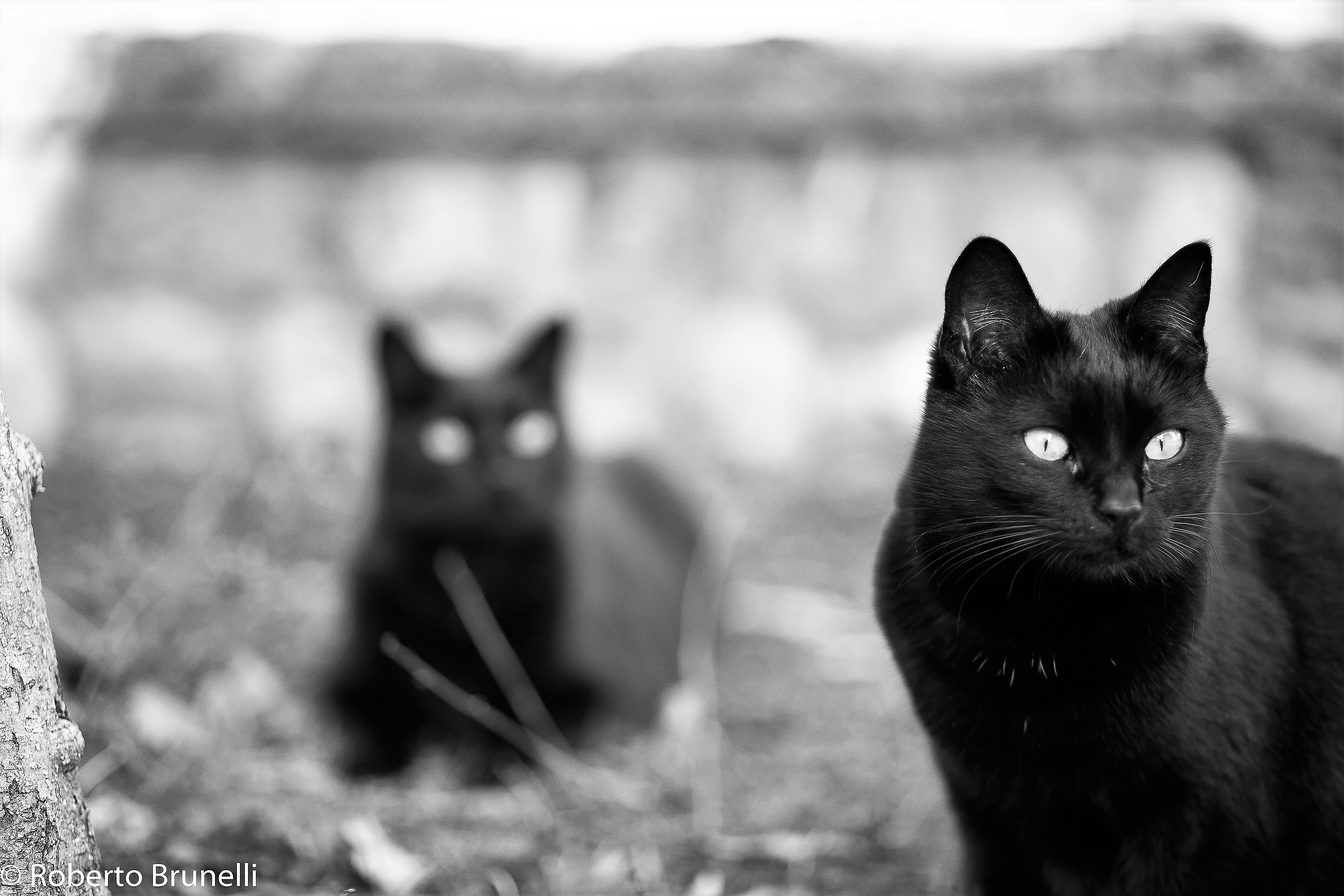 The stalking cat ...