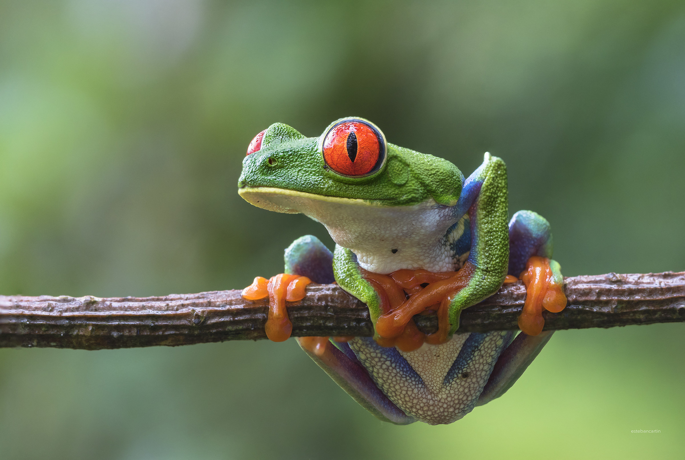 Agalychnis callidryas (red-eyed tree frog)