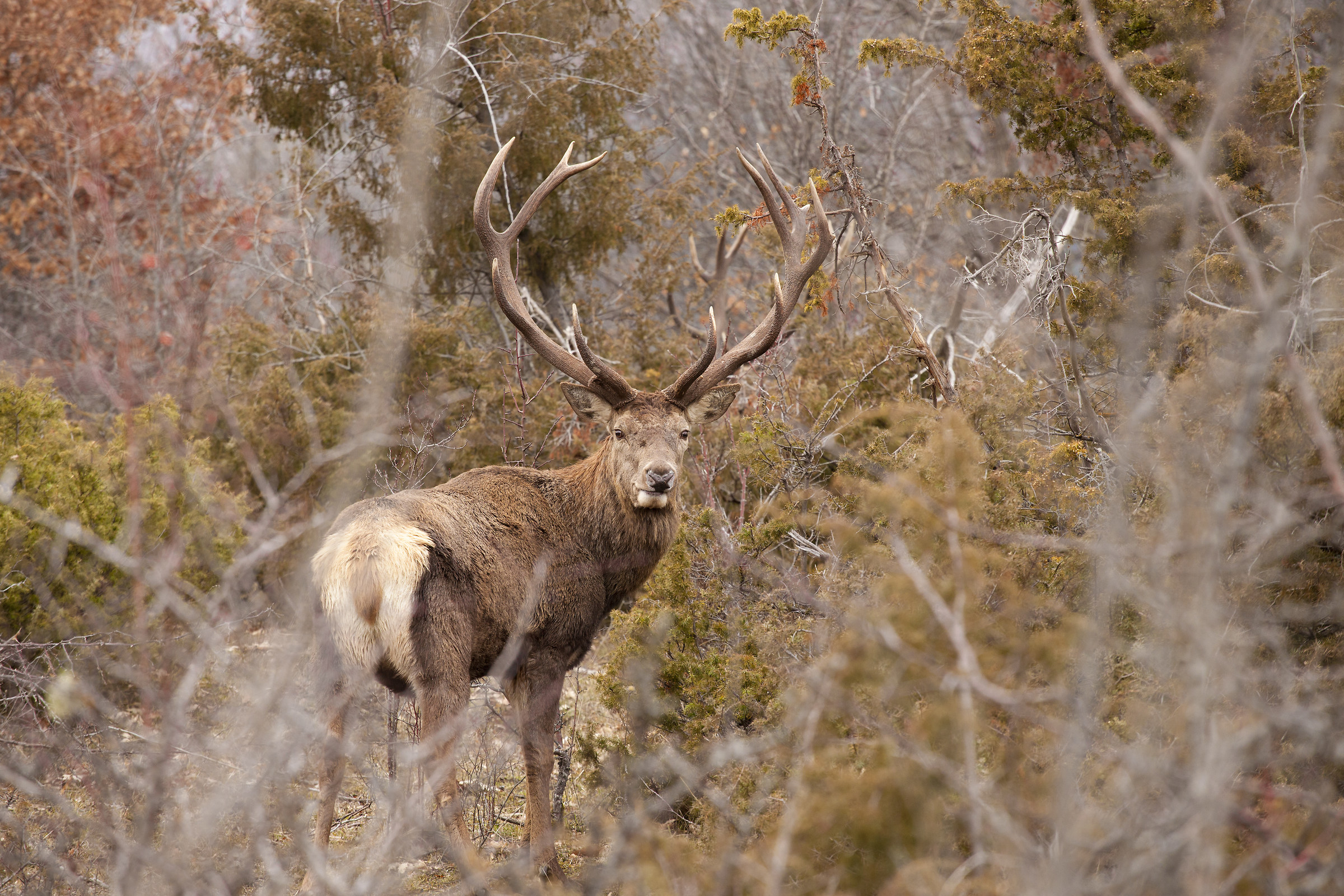 Cervus elaphus