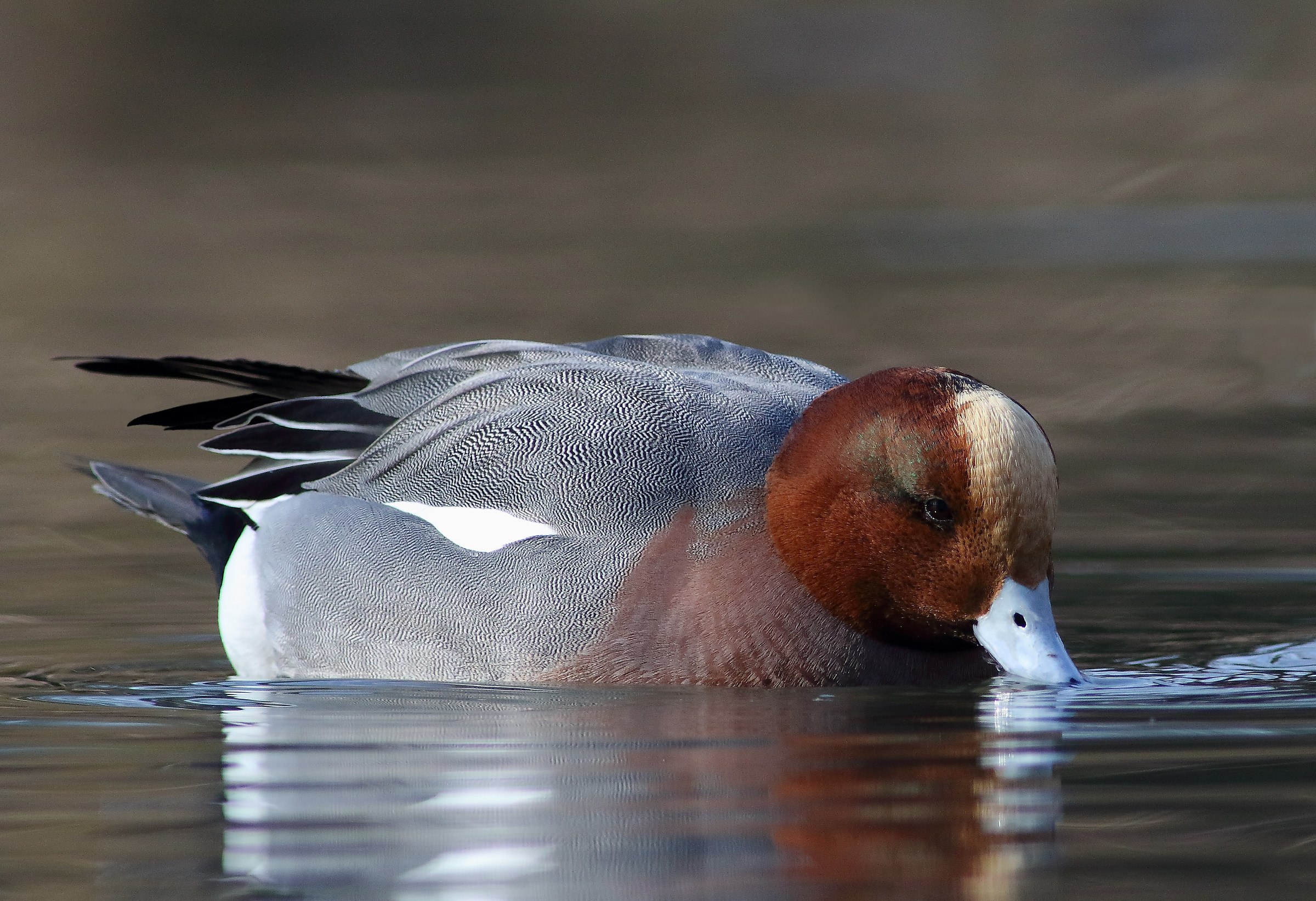 Wigeon