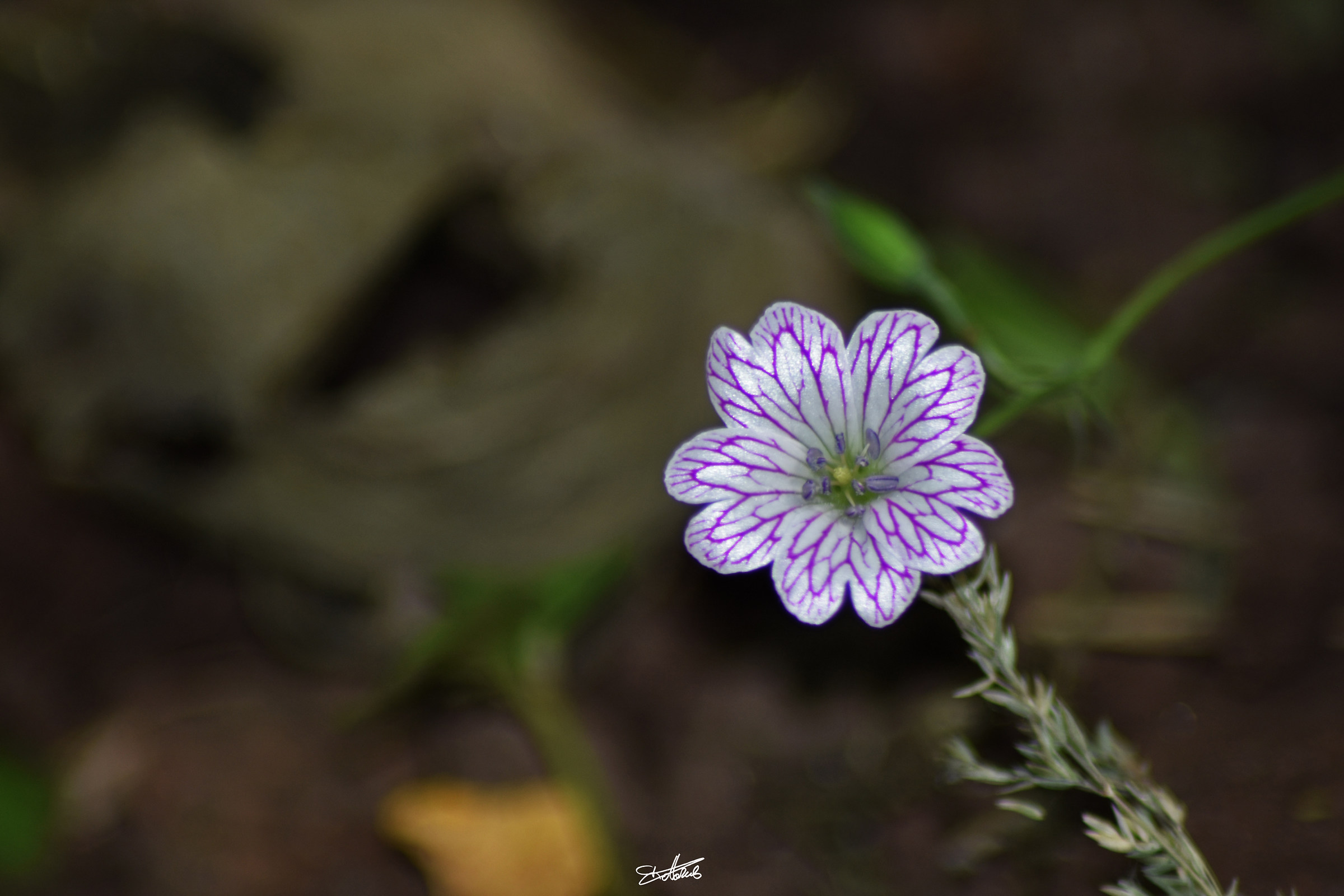 I think it's a gereneo