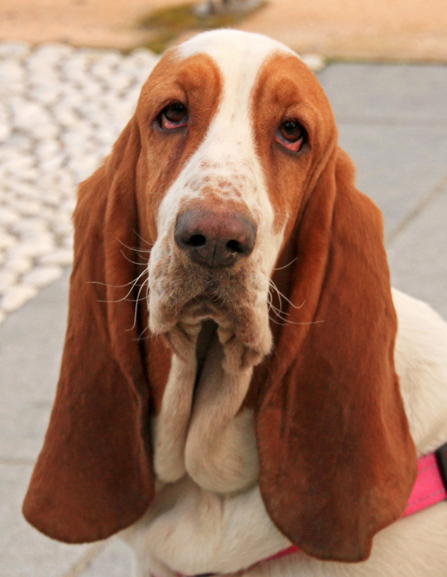 Giovane esemplare (femmina) di bassett hound