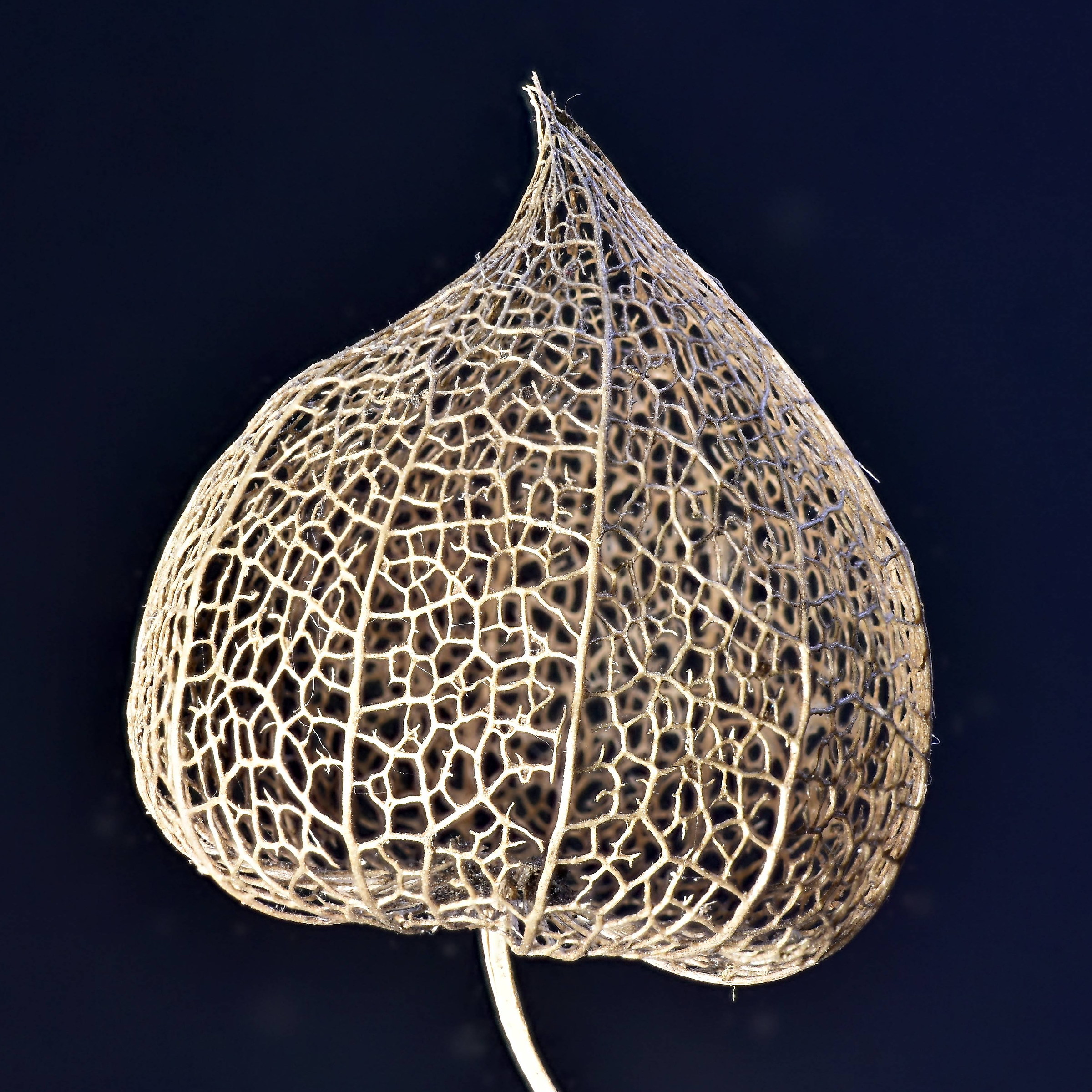 What remains of the alkekengi