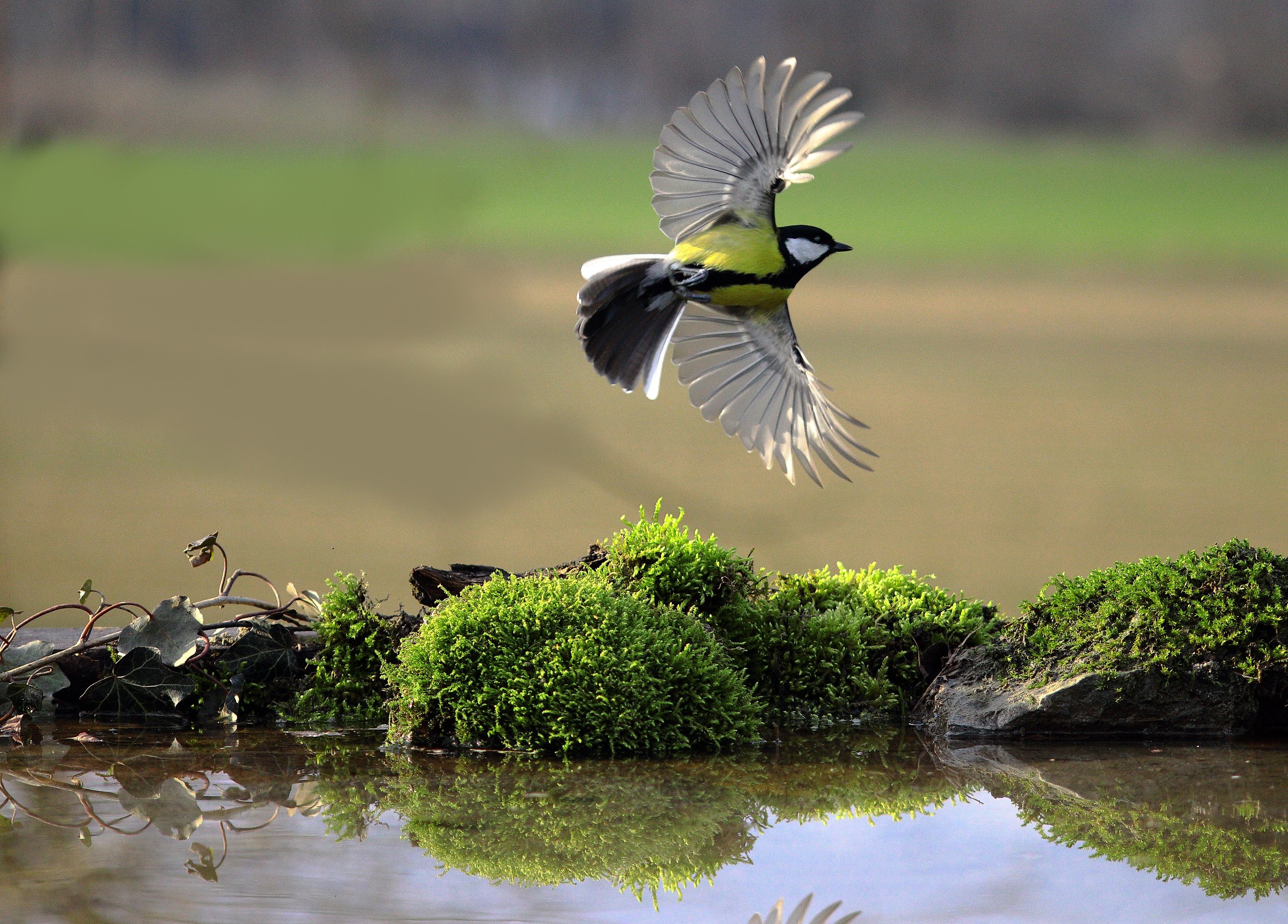 Greetings from a nice great tit