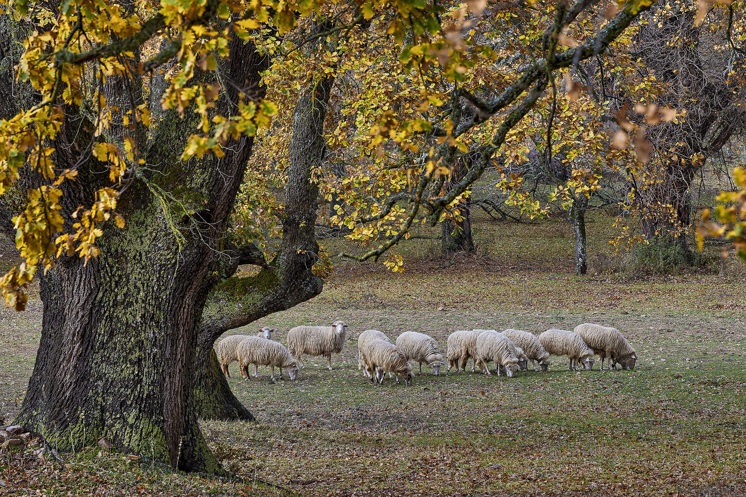 Sardinia bucolic