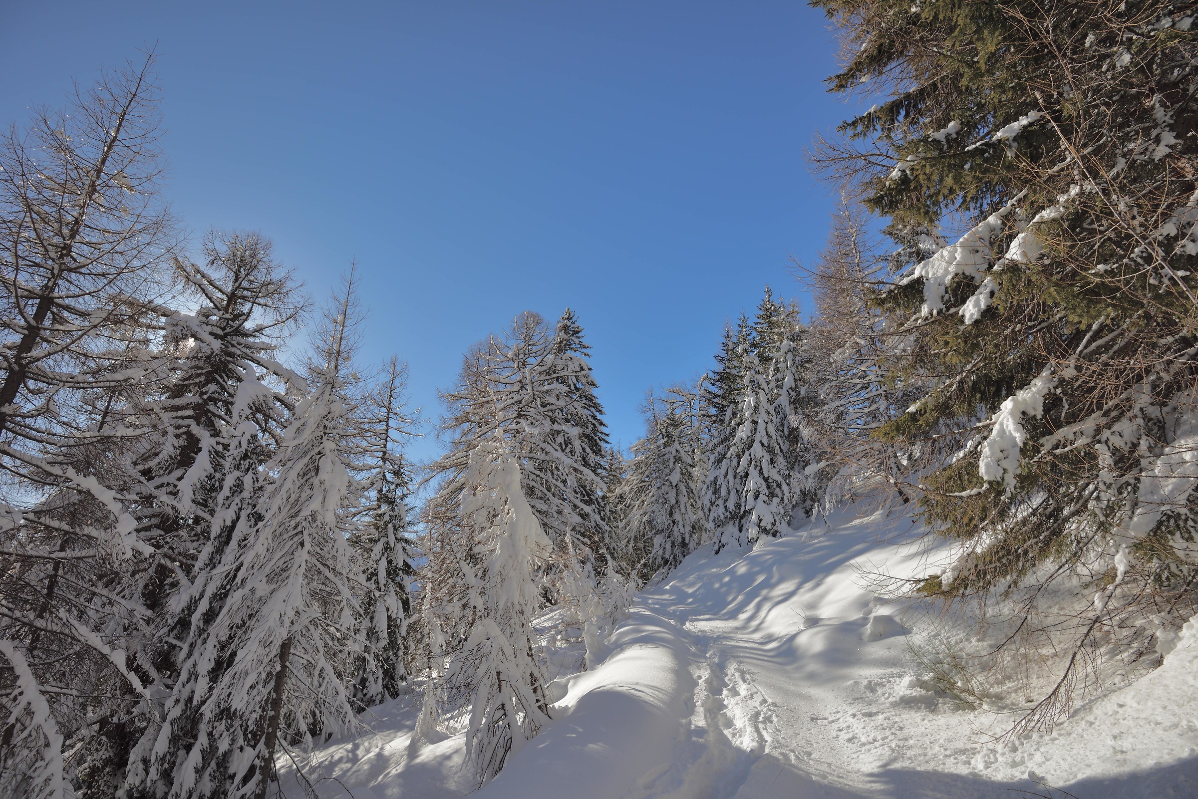 immersed in the snow just above the shelter