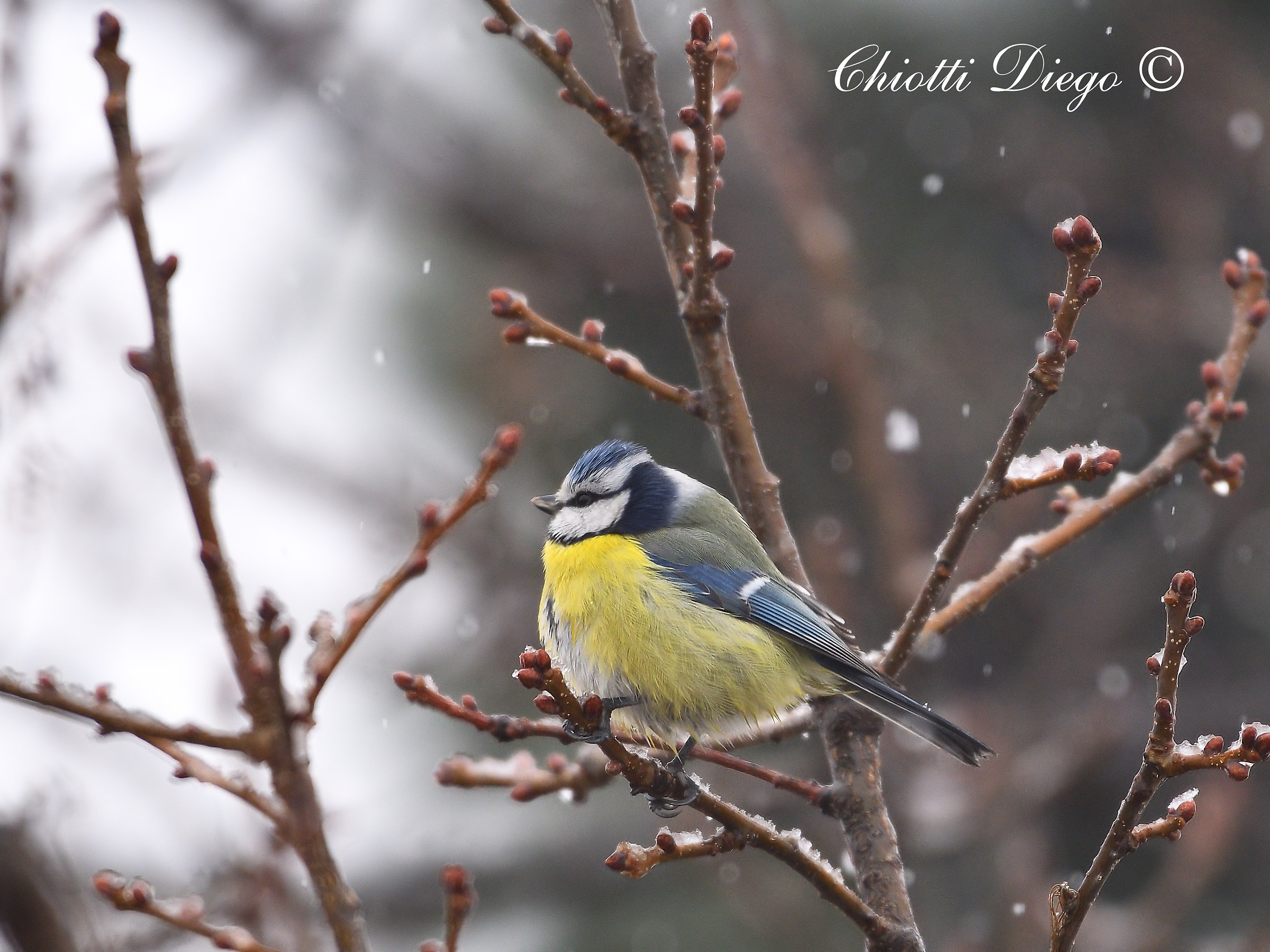 Blue tit under the snow