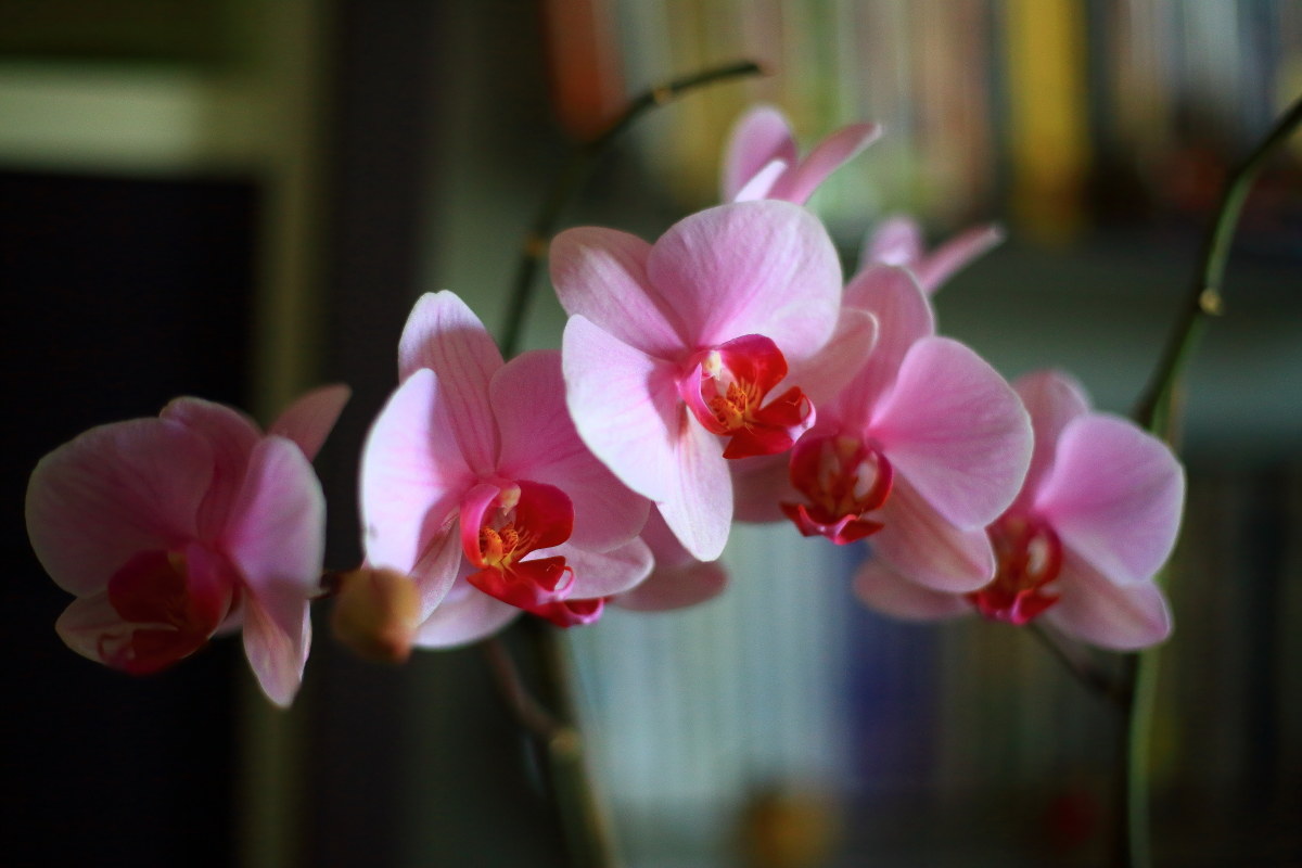Orchid
