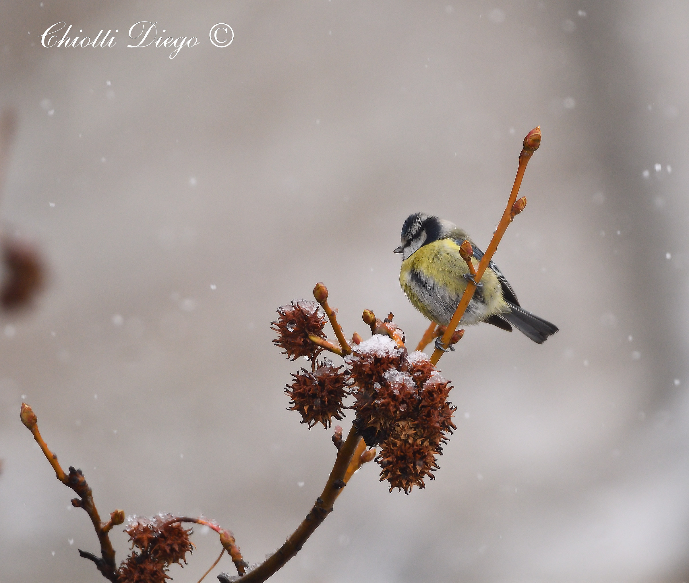 Blue tit under the snow