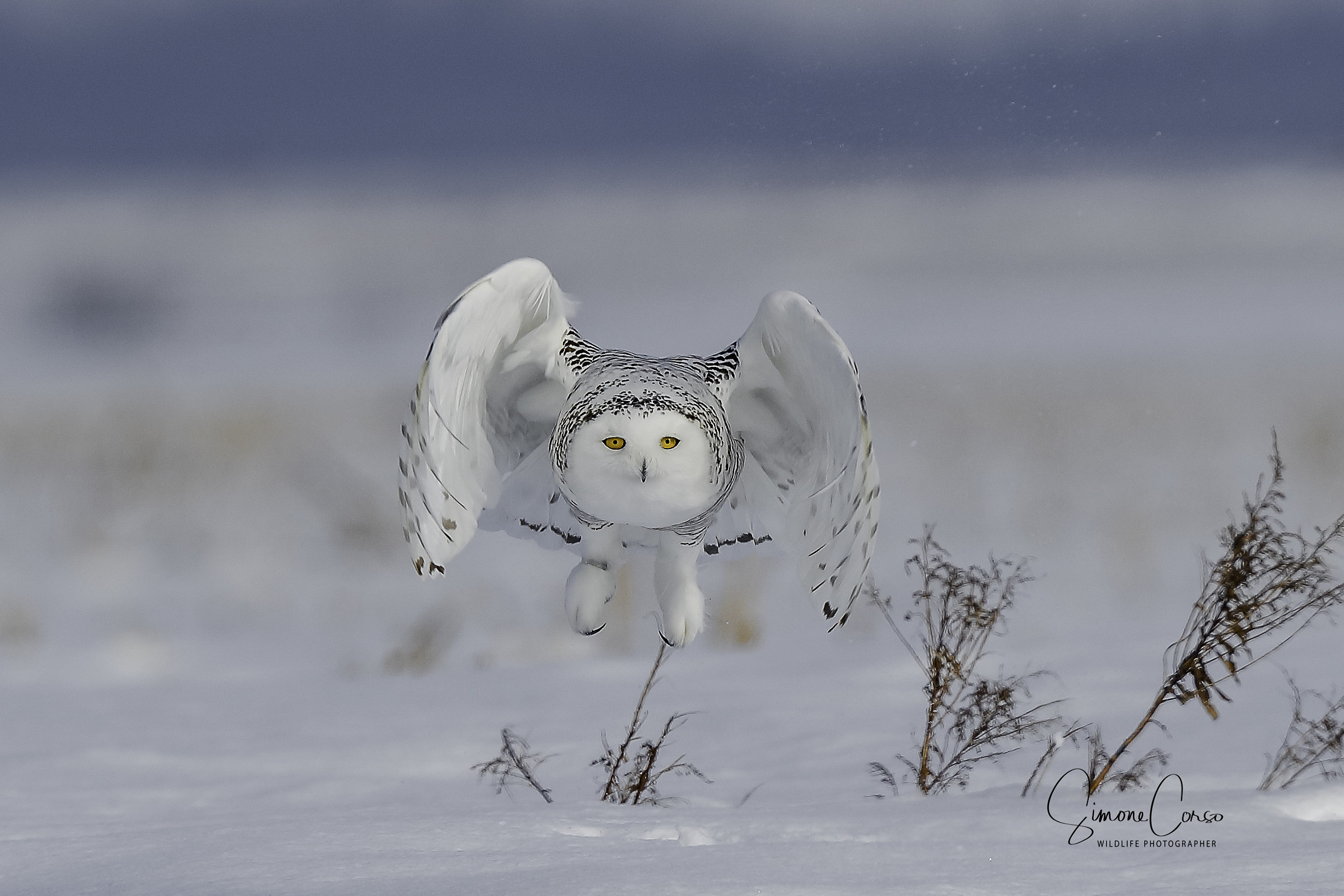 Civetta delle nevi - Bubo Scandiacus
