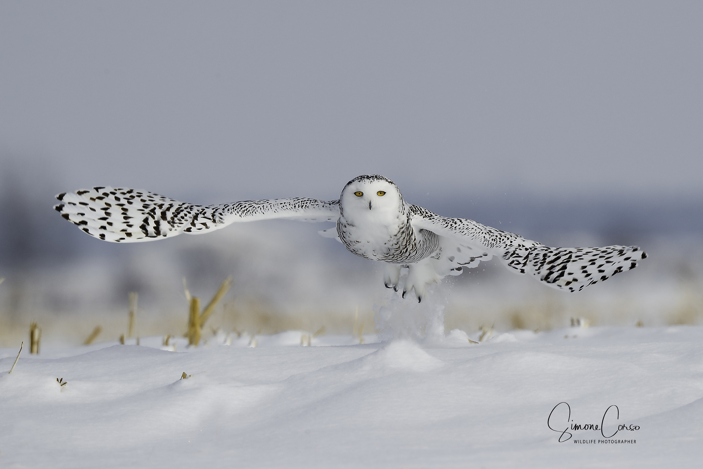 Civetta delle nevi - Bubo Scandiacus