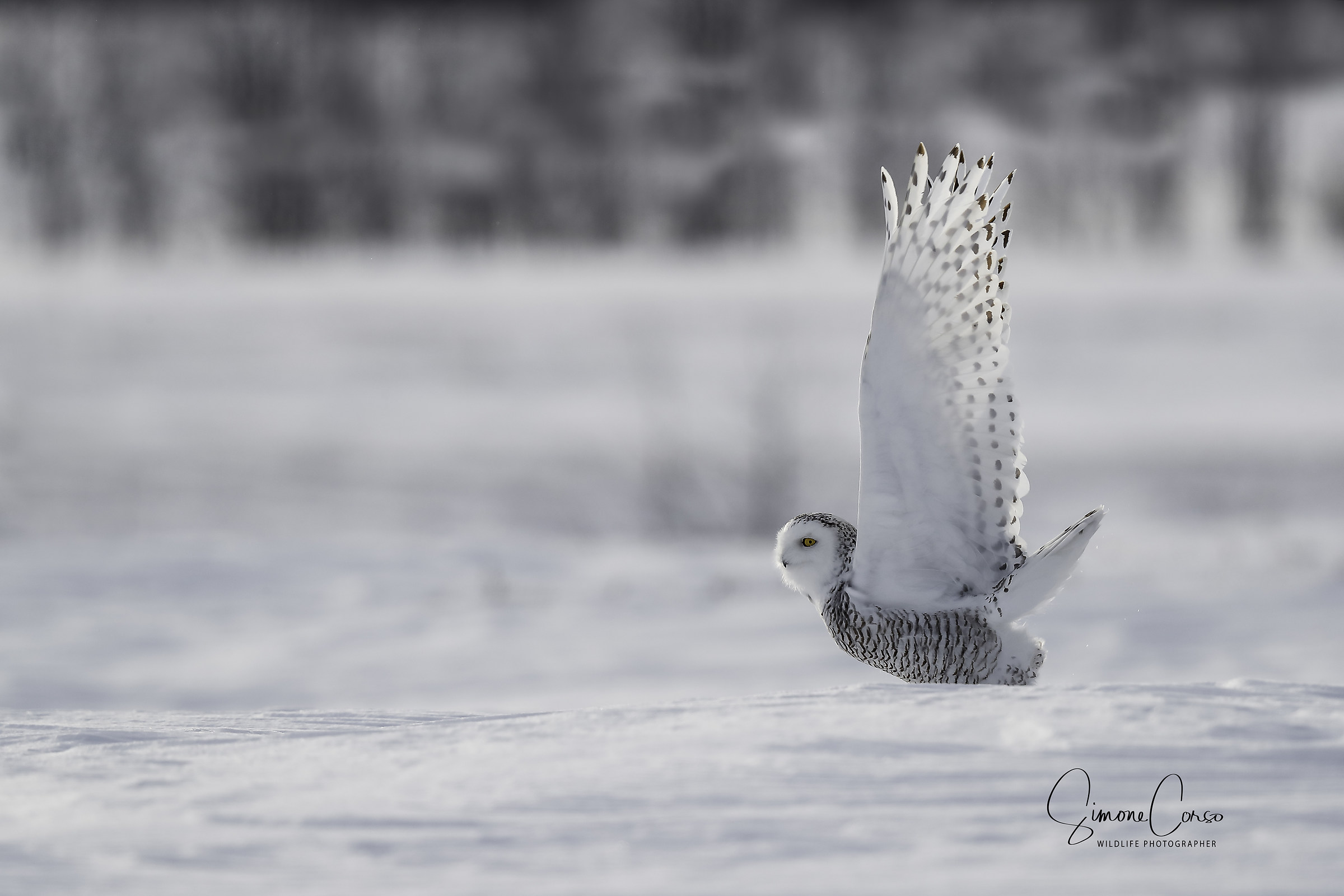 Civetta delle nevi - Bubo Scandiacus