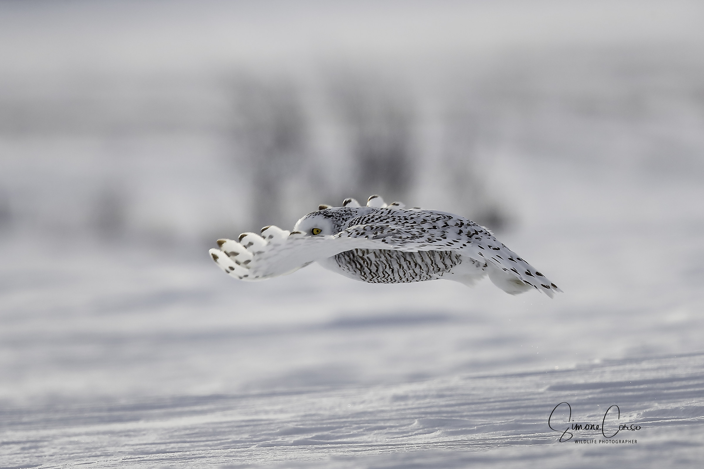 Civetta delle nevi - Bubo Scandiacus
