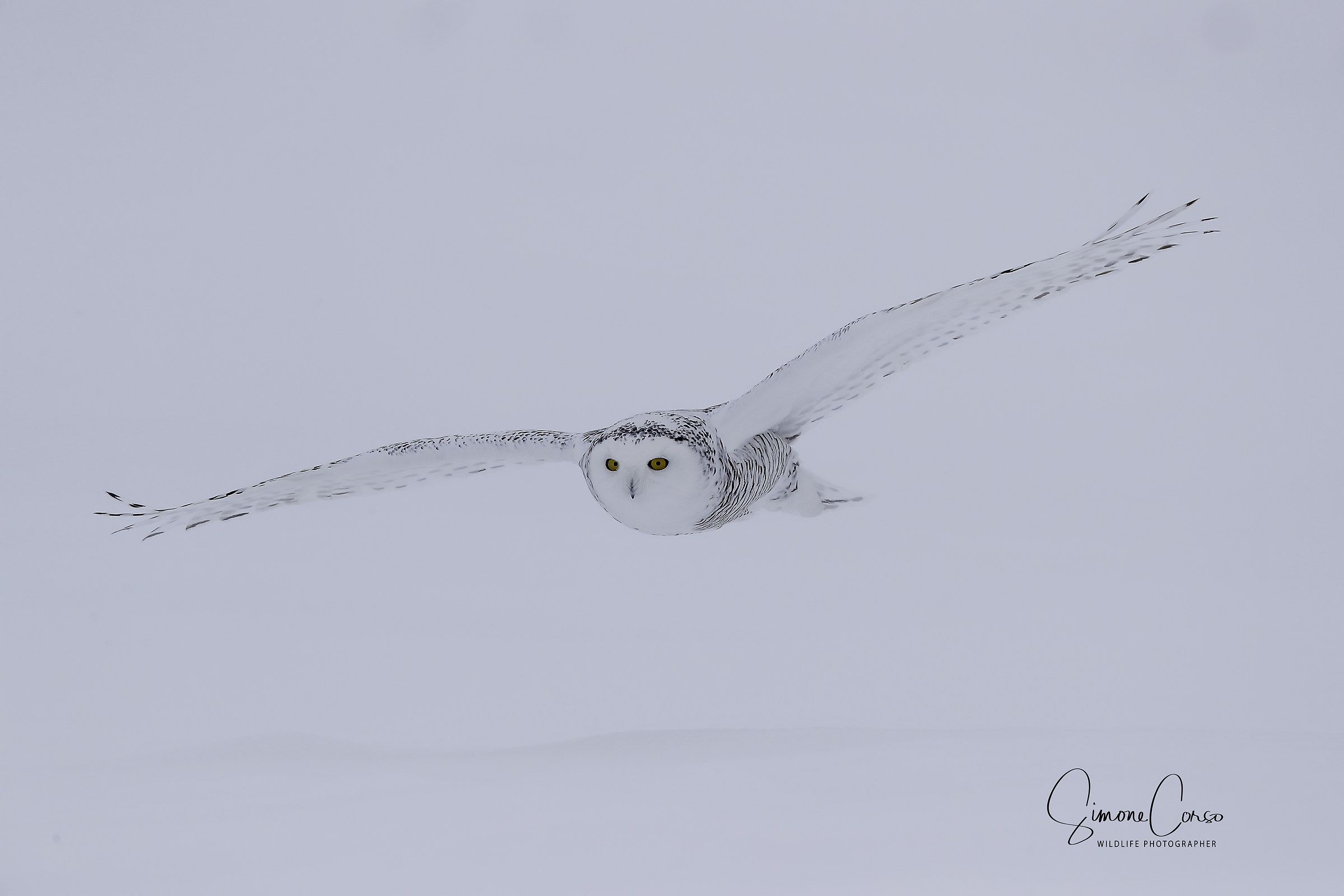 Civetta delle nevi - Bubo Scandiacus