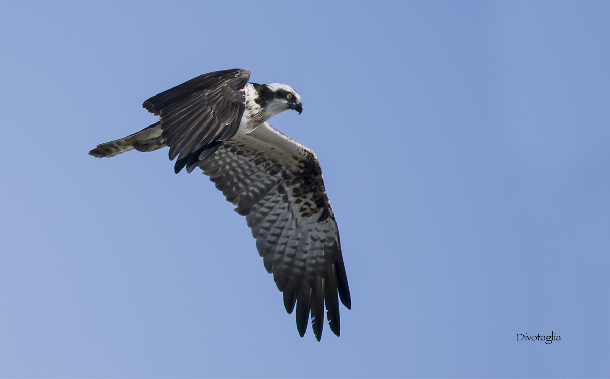 Il volo del pescatore