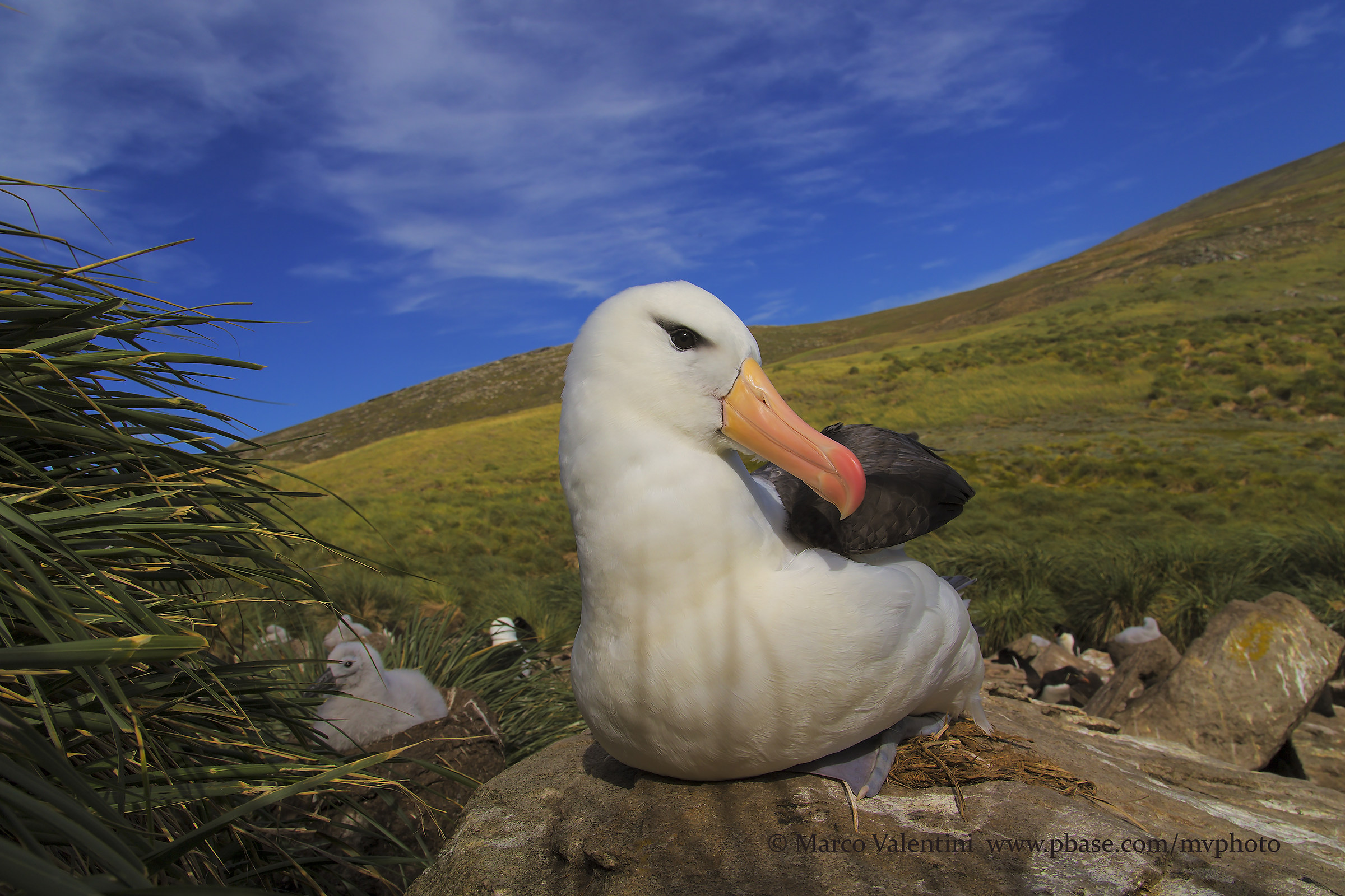 The world of the albatross