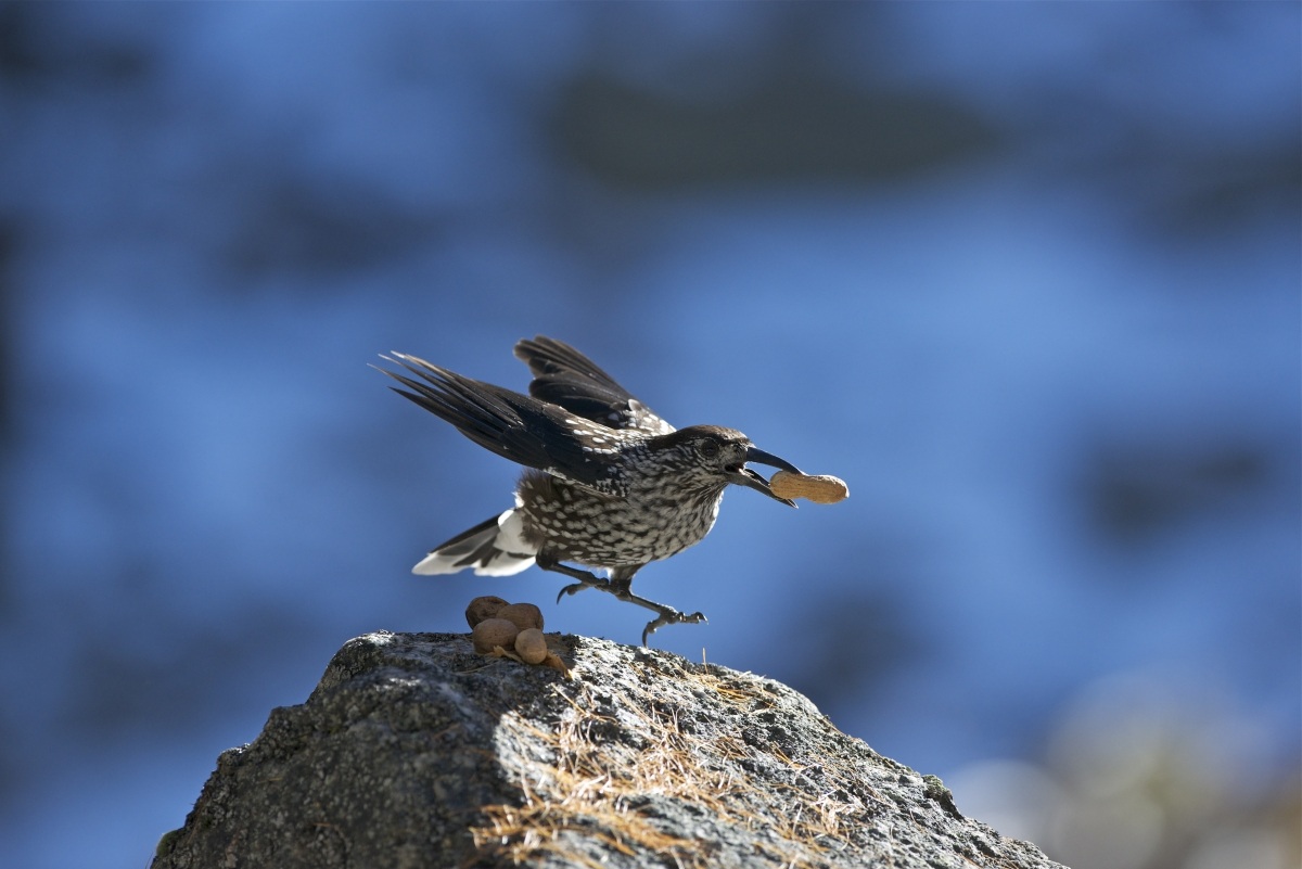 Rich dish we shove me ....