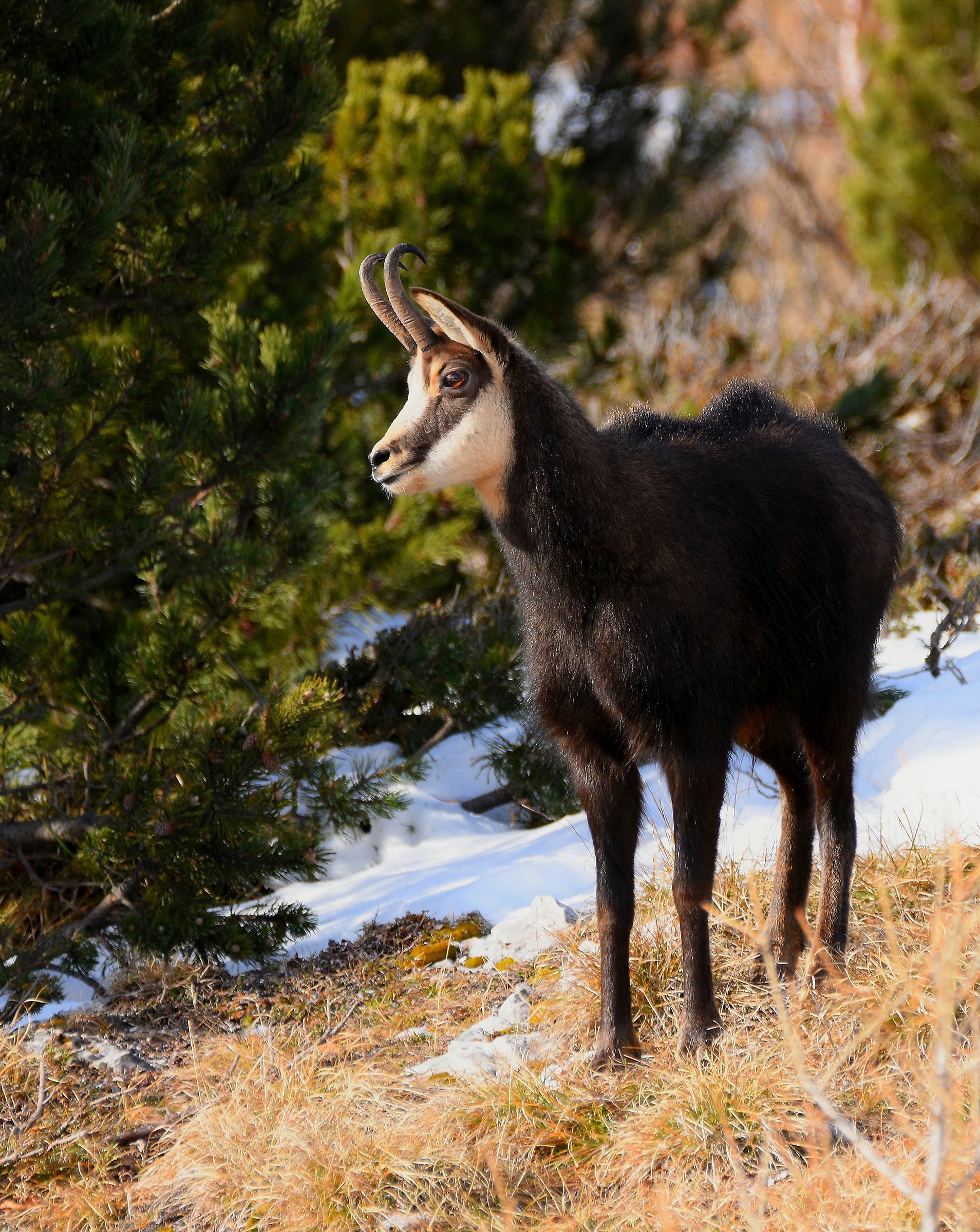 Alpine chamois