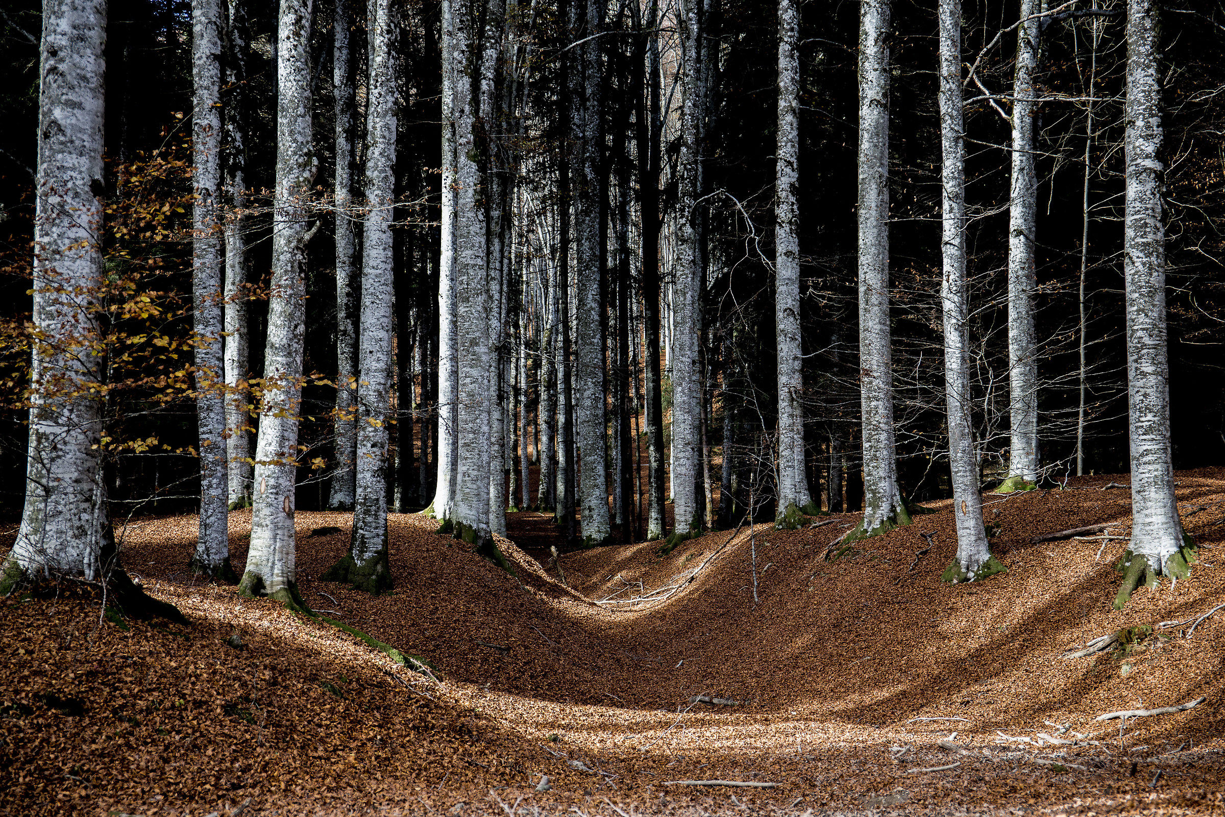 autumn in the cansiglio