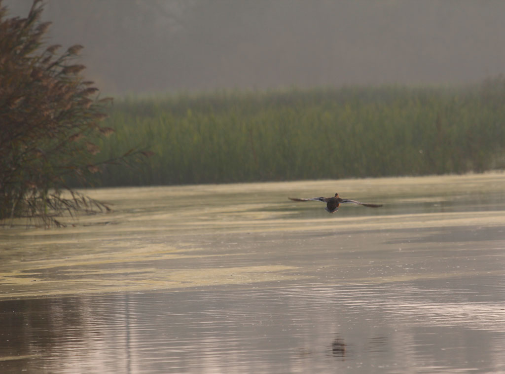 pomeriggio in palude