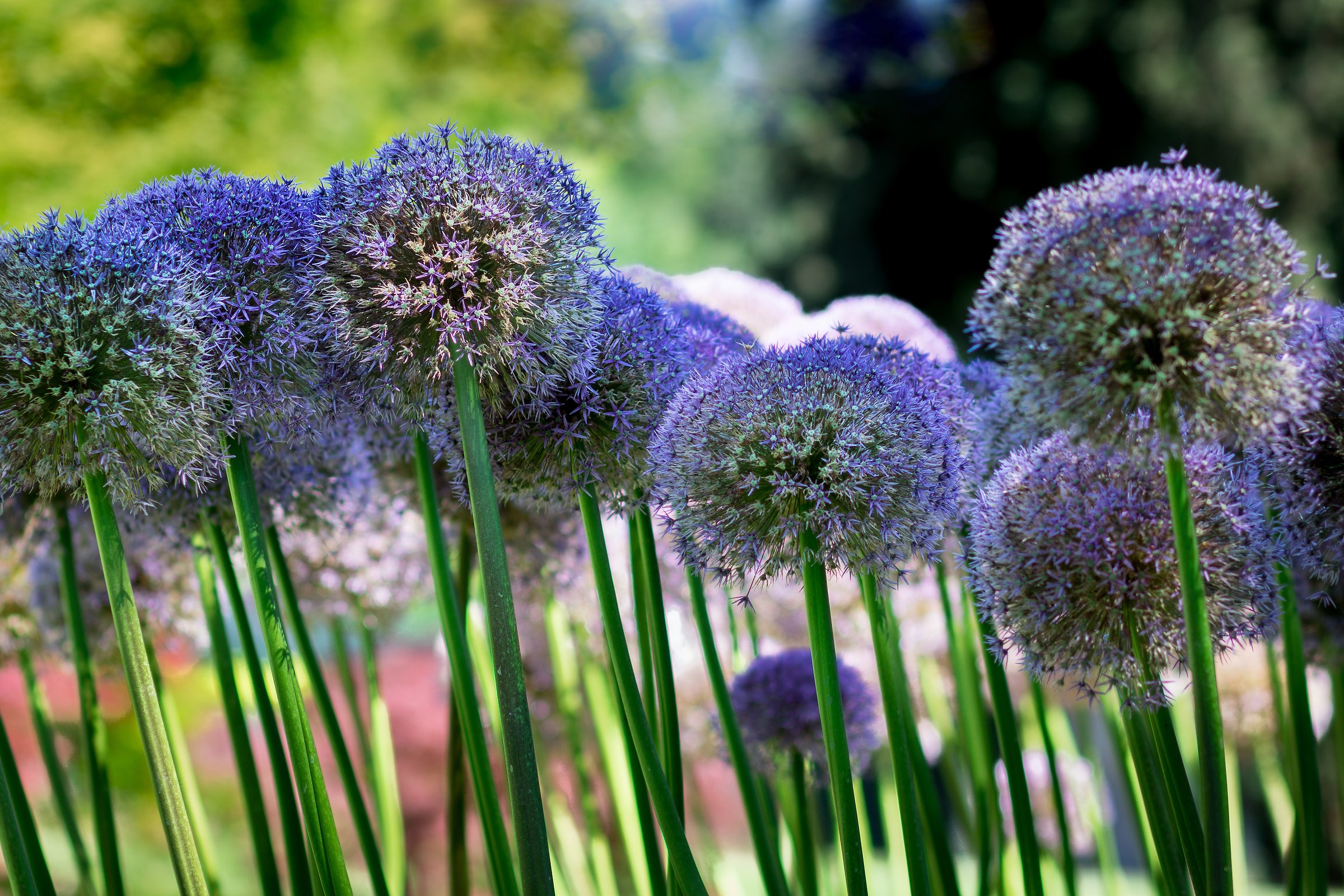 Allium purple sensation