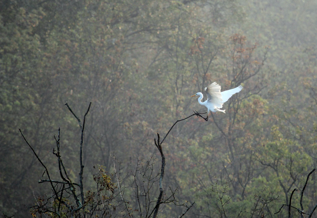 pomeriggio in palude