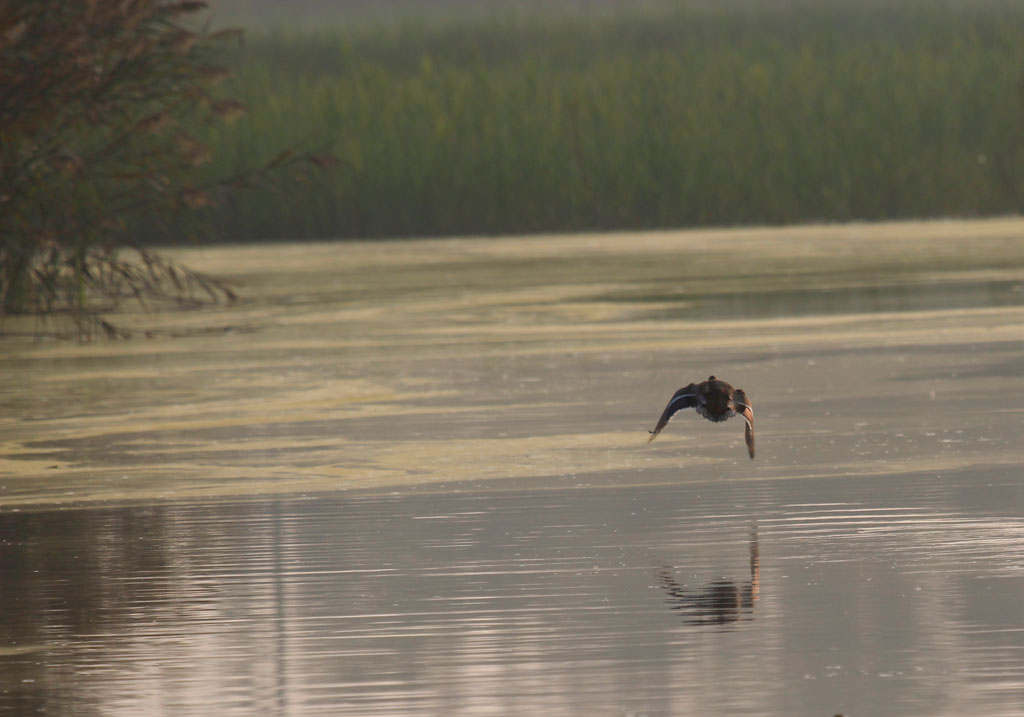 afternoon in the marsh