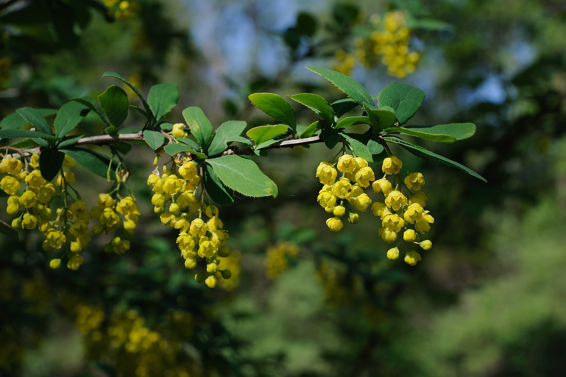 Berberis vulgaris
