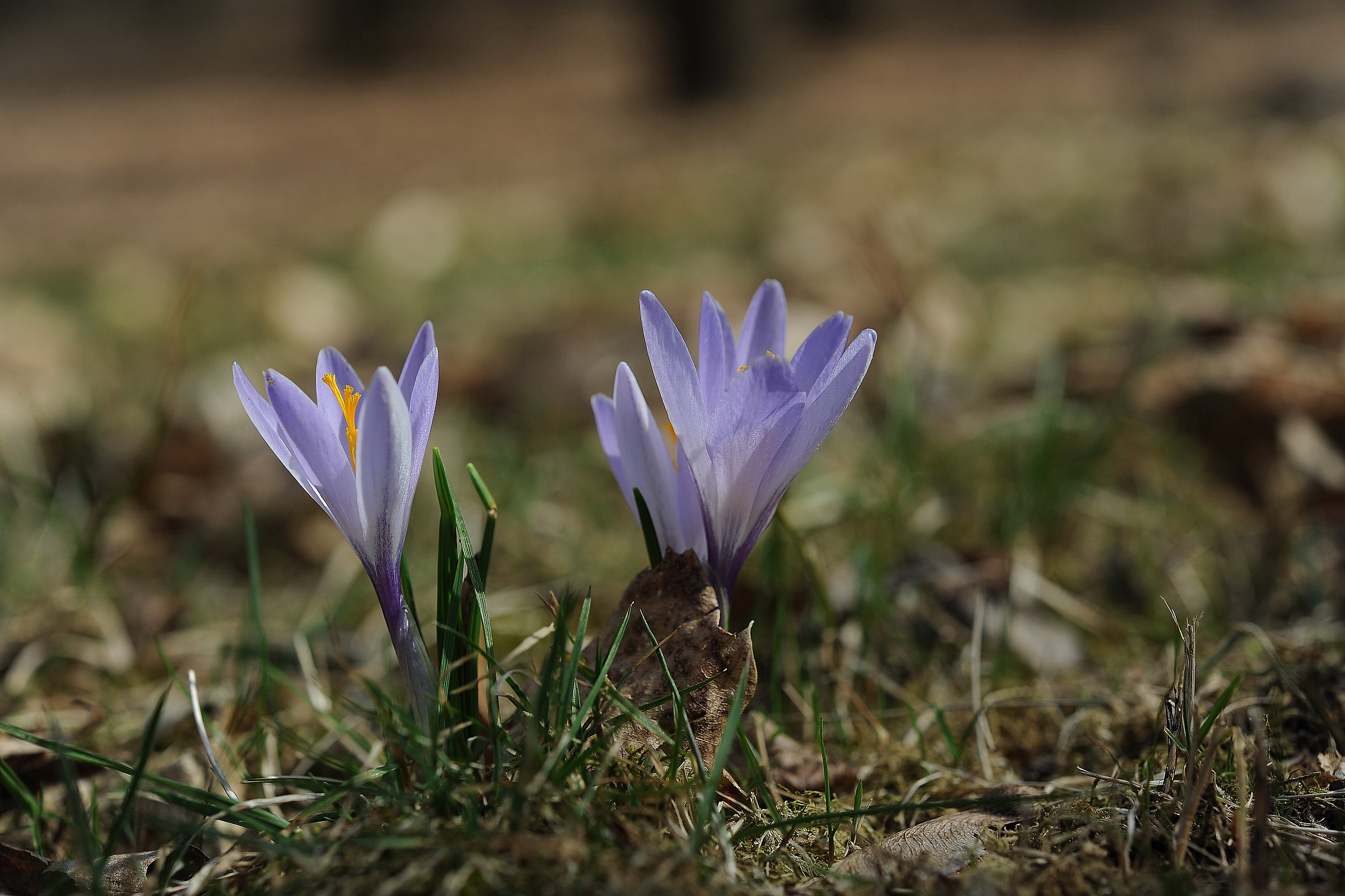 Crocus albiflorus