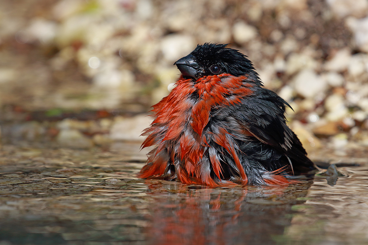 Bullfinch at the bath ...
