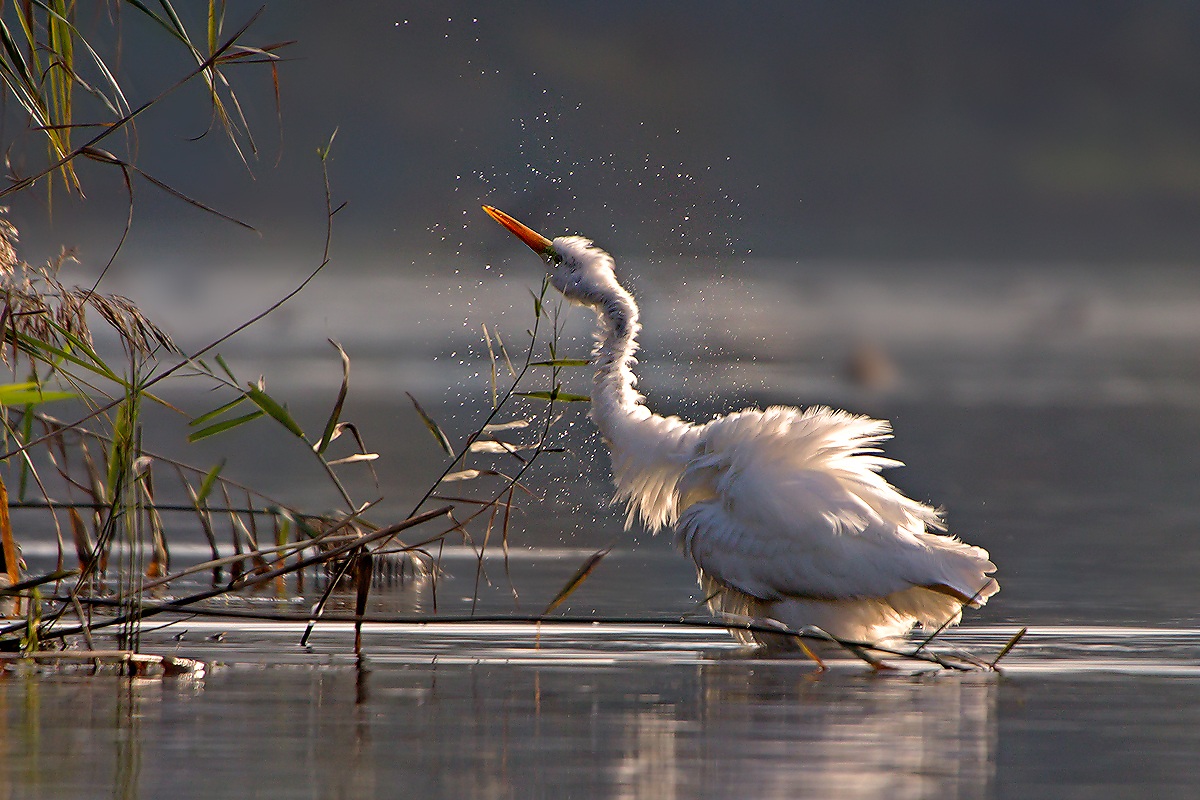 Sono fradicio - Airone Bianco Maggiore (Ardea Alba)