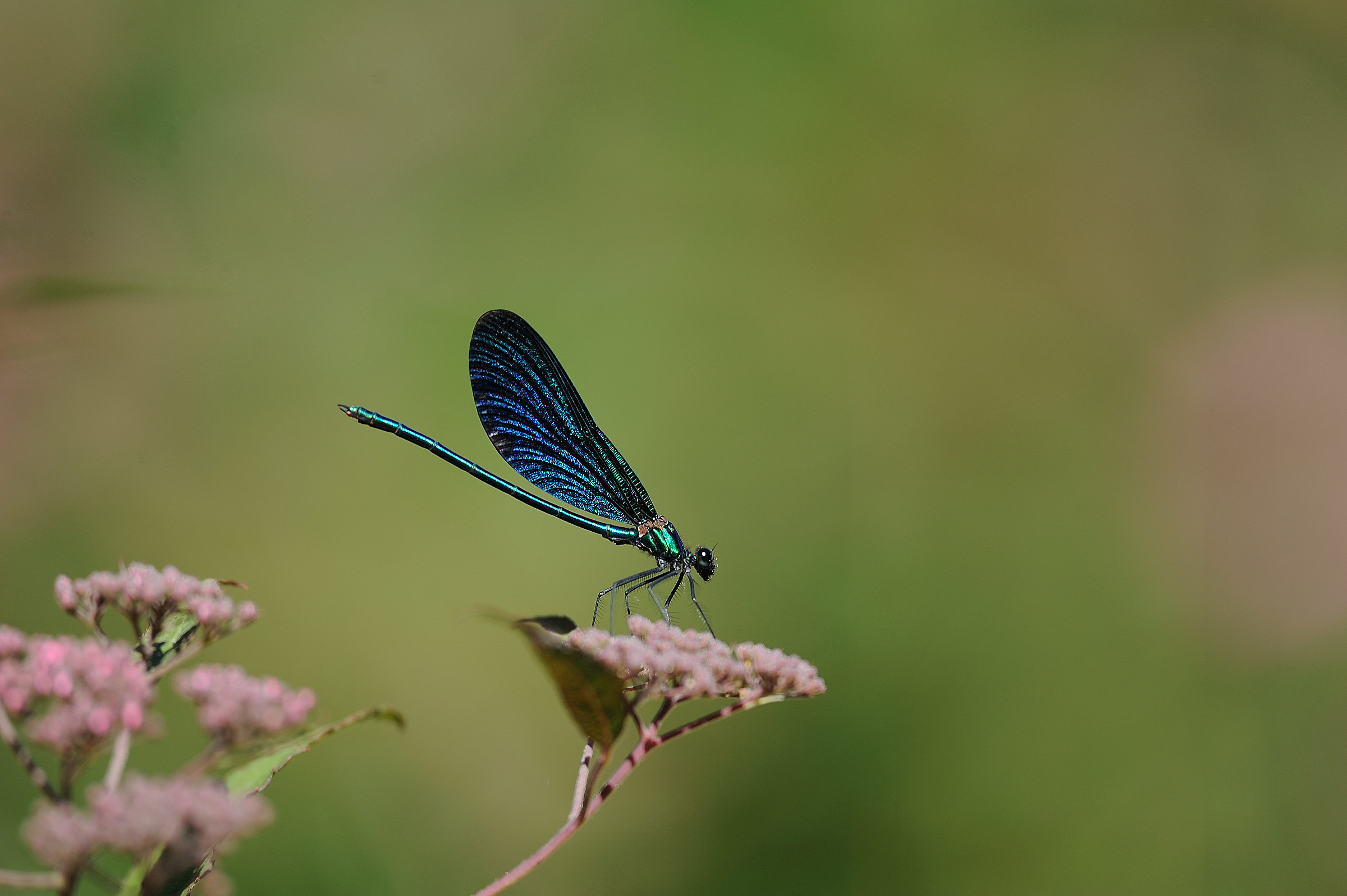 Calopteryx virgo