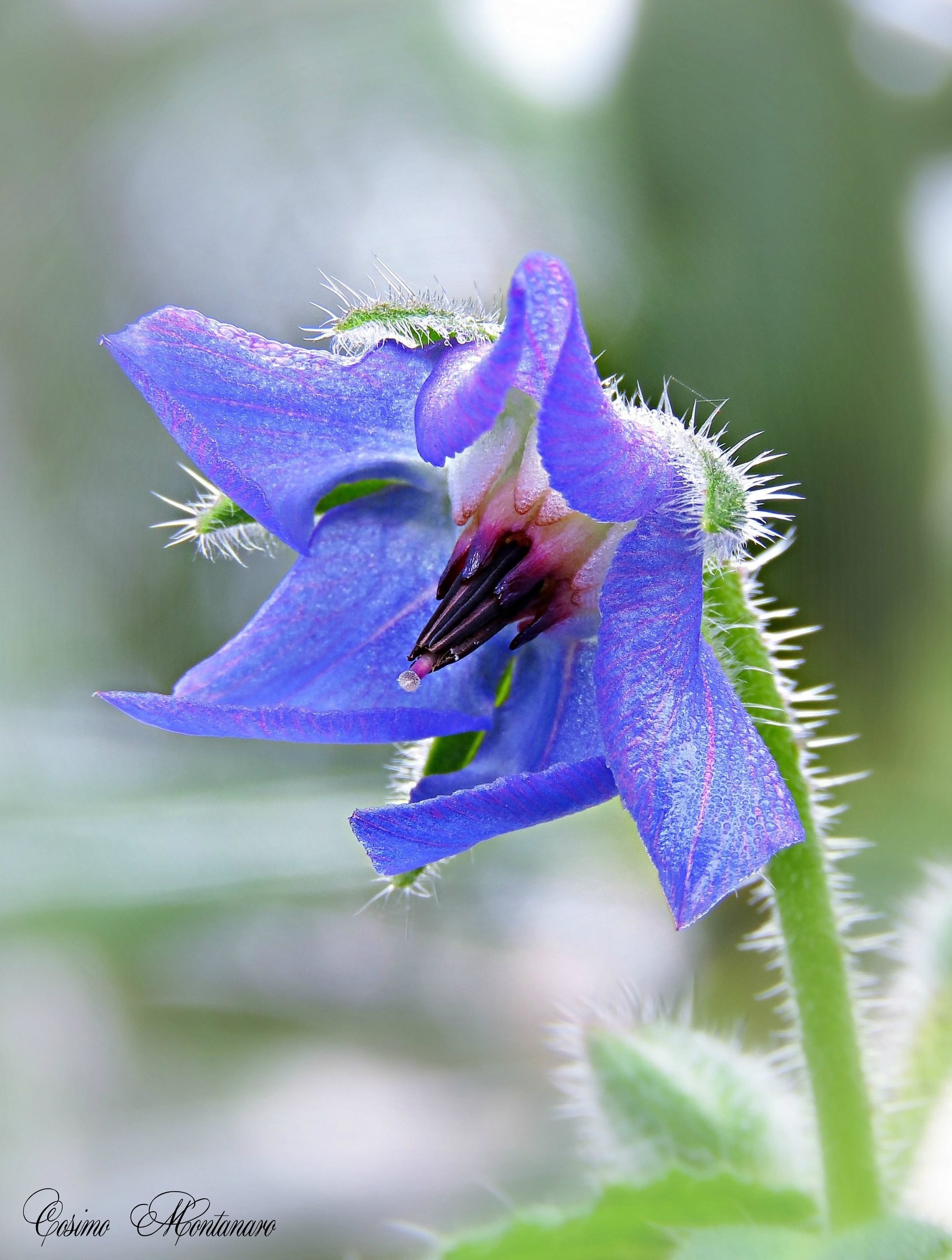 Borago officinalis L.
