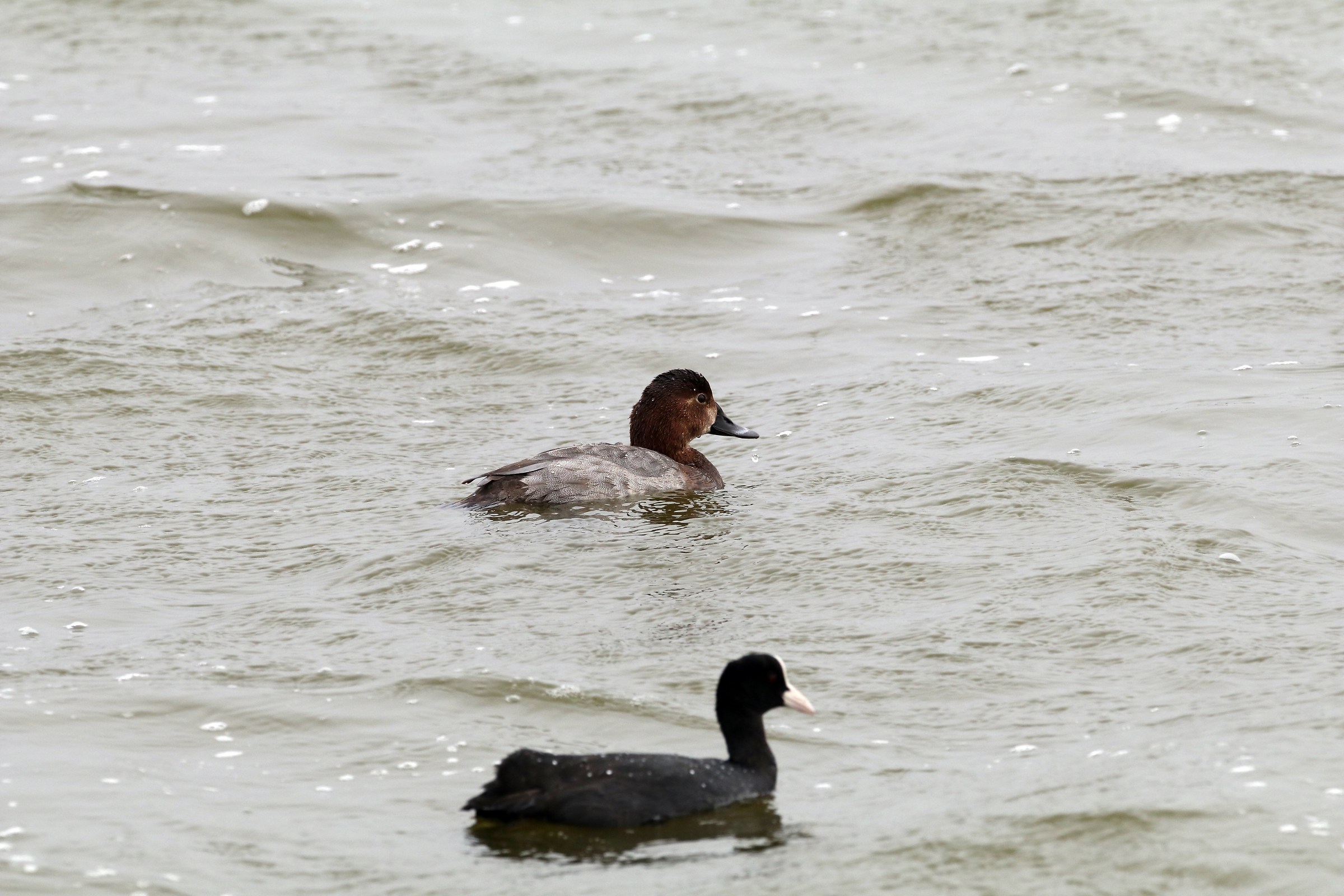 Common Pochard