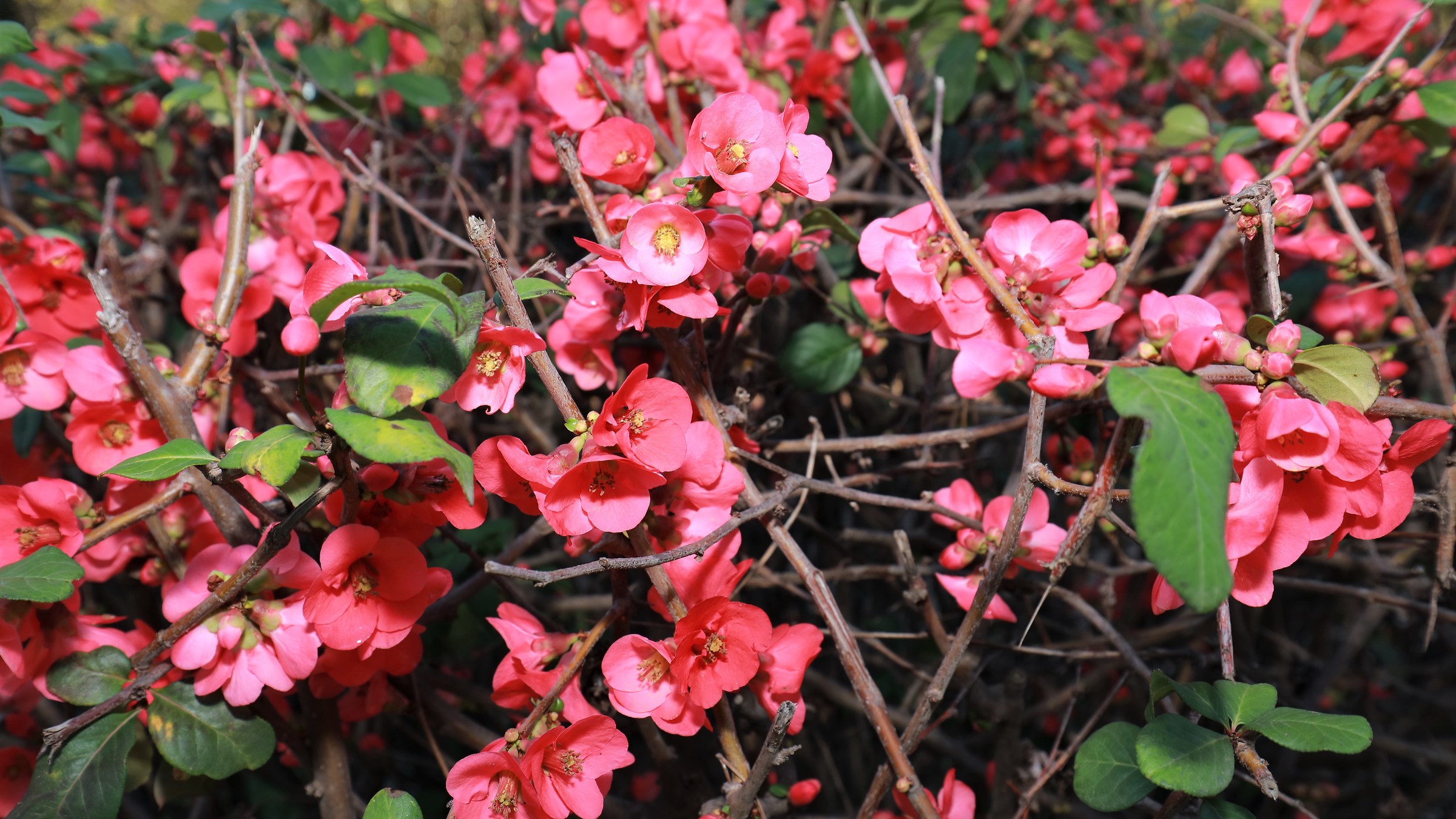 Rome blooming in February