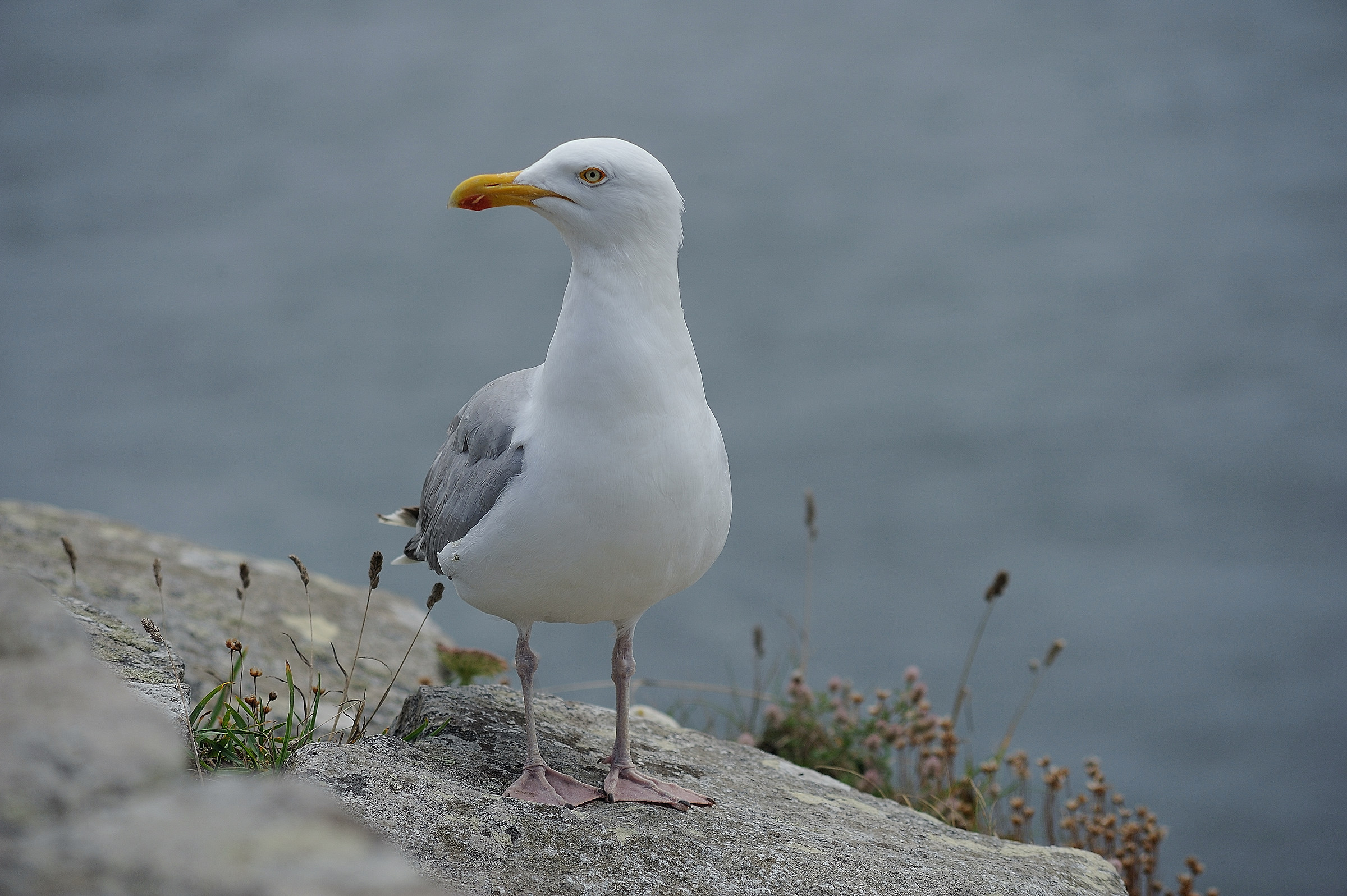 Northern seagull