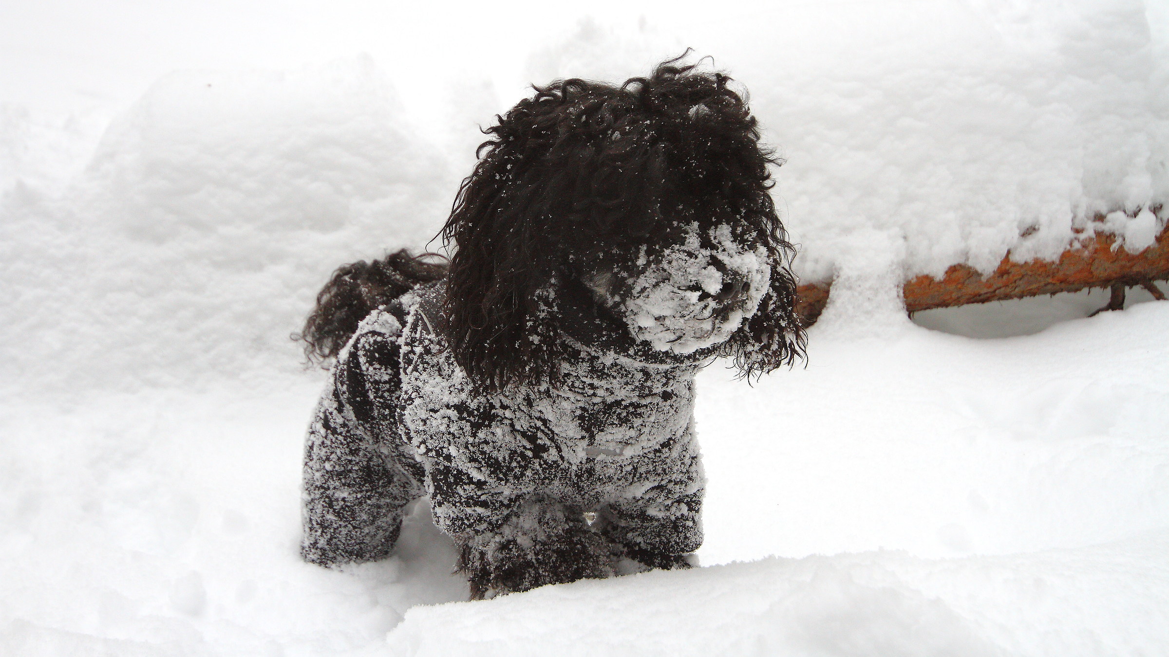 Snowman or brave Poodle?