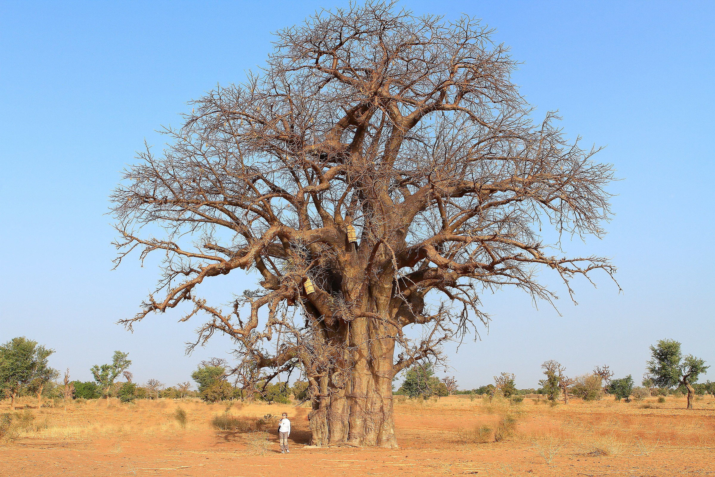 L'Albero della Vita (il Baobab)