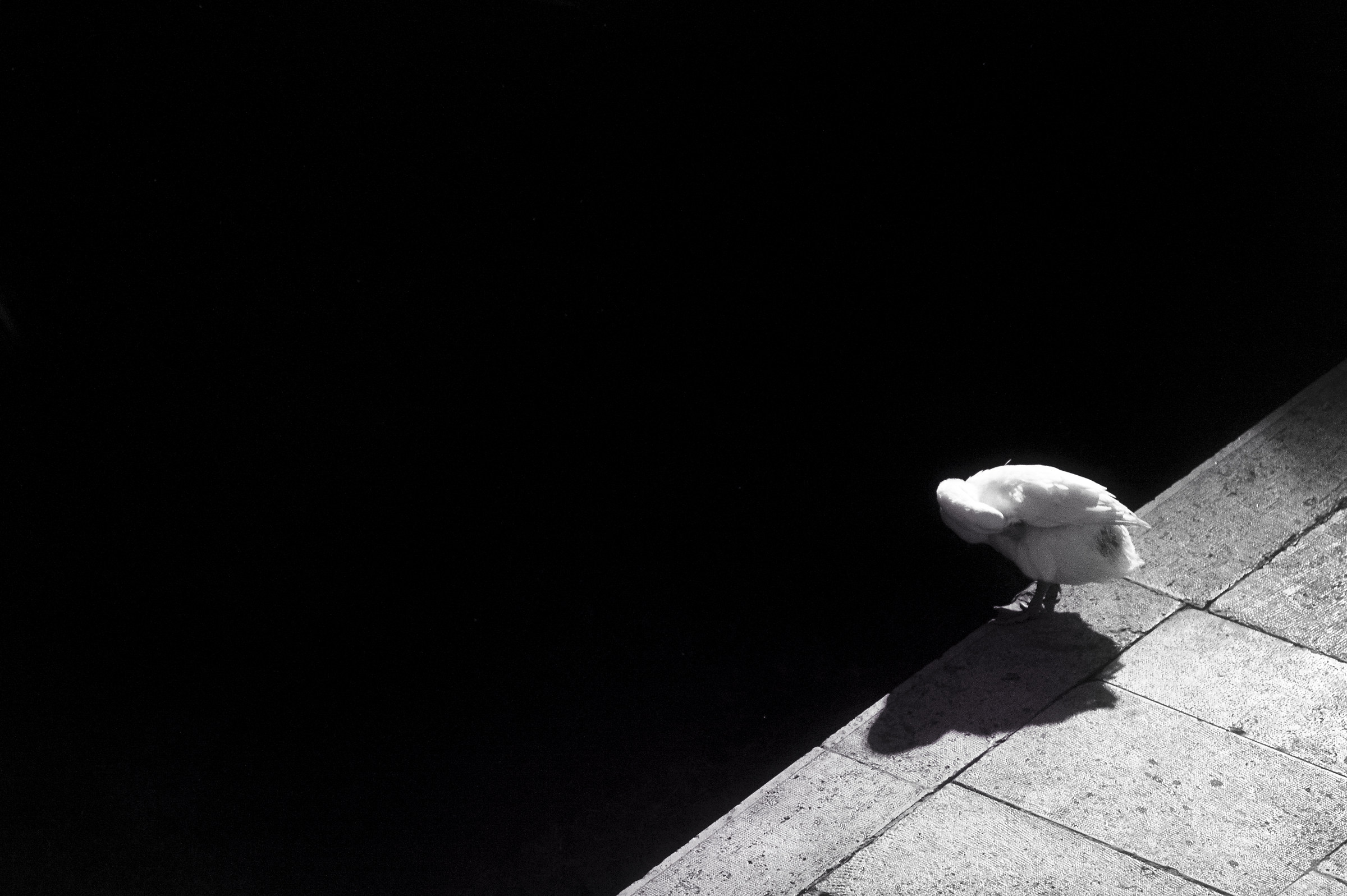 The Duck Side Of The Sun